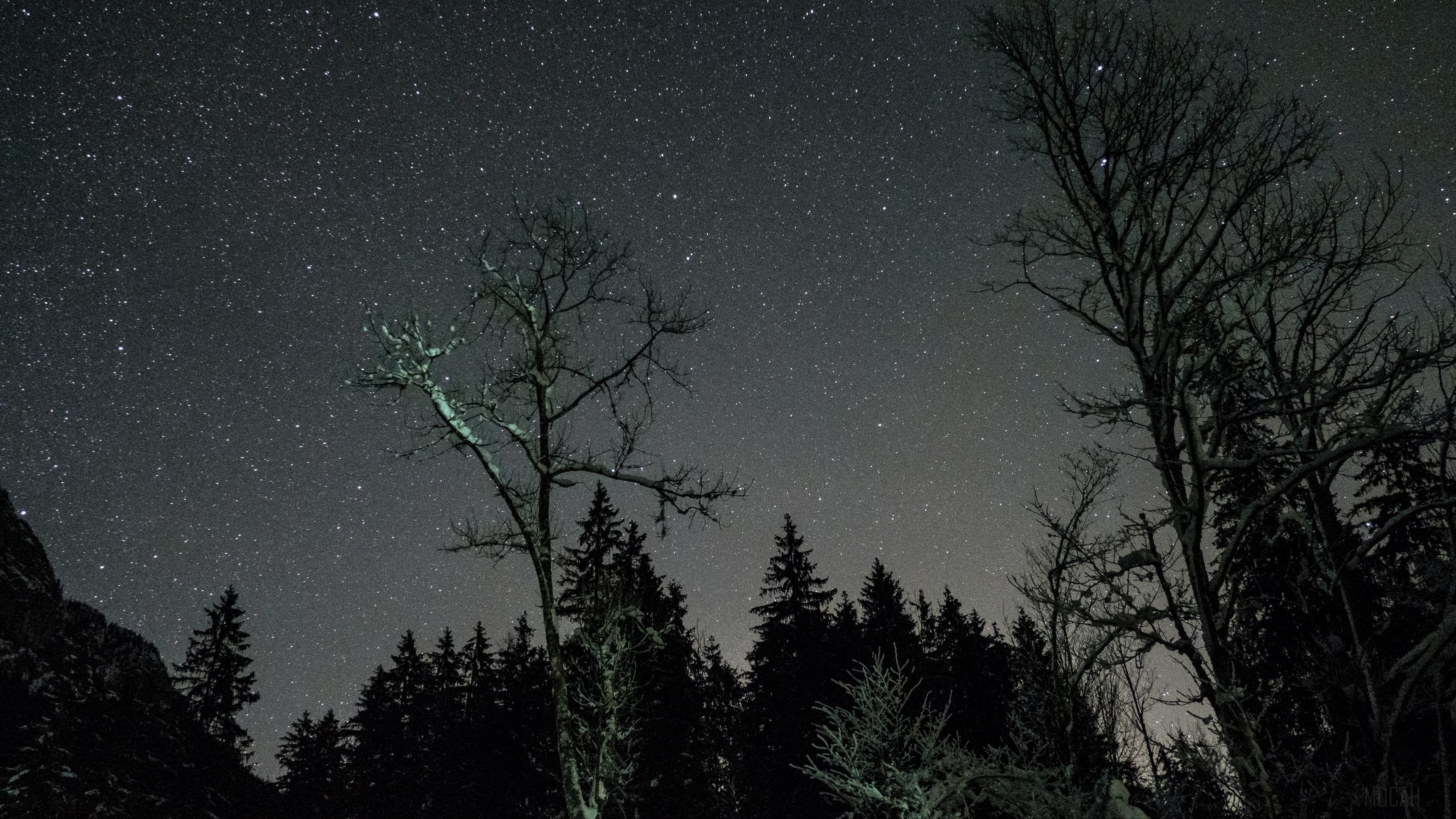 Night sky with stars and trees 4K HD Wallpaper