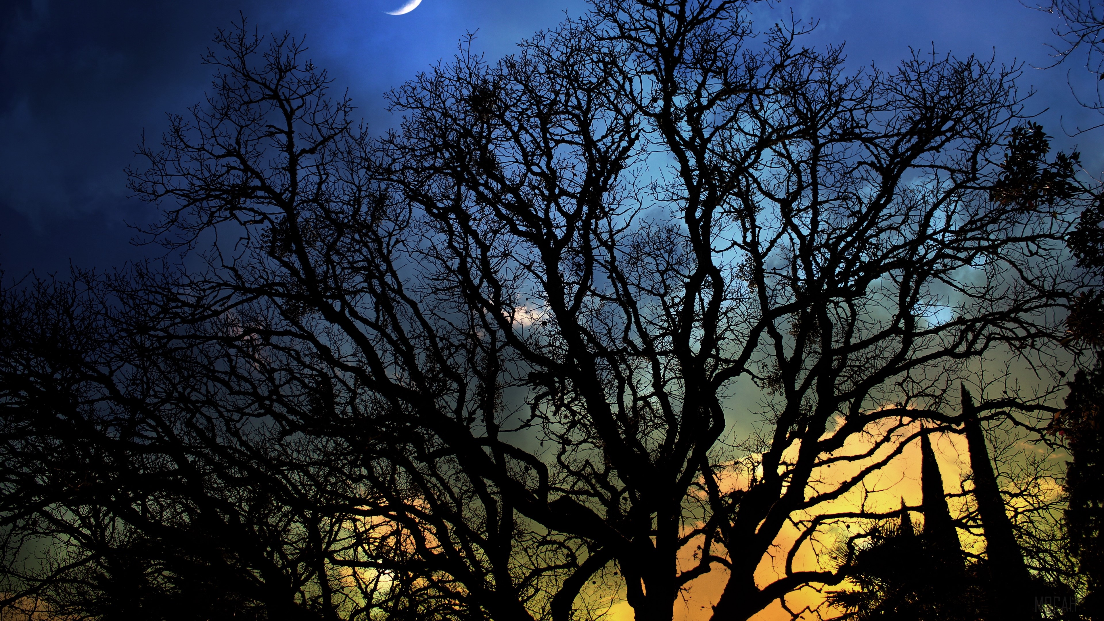 Bare trees silhouetted against a night sky with a crescent moon HD Wallpaper
