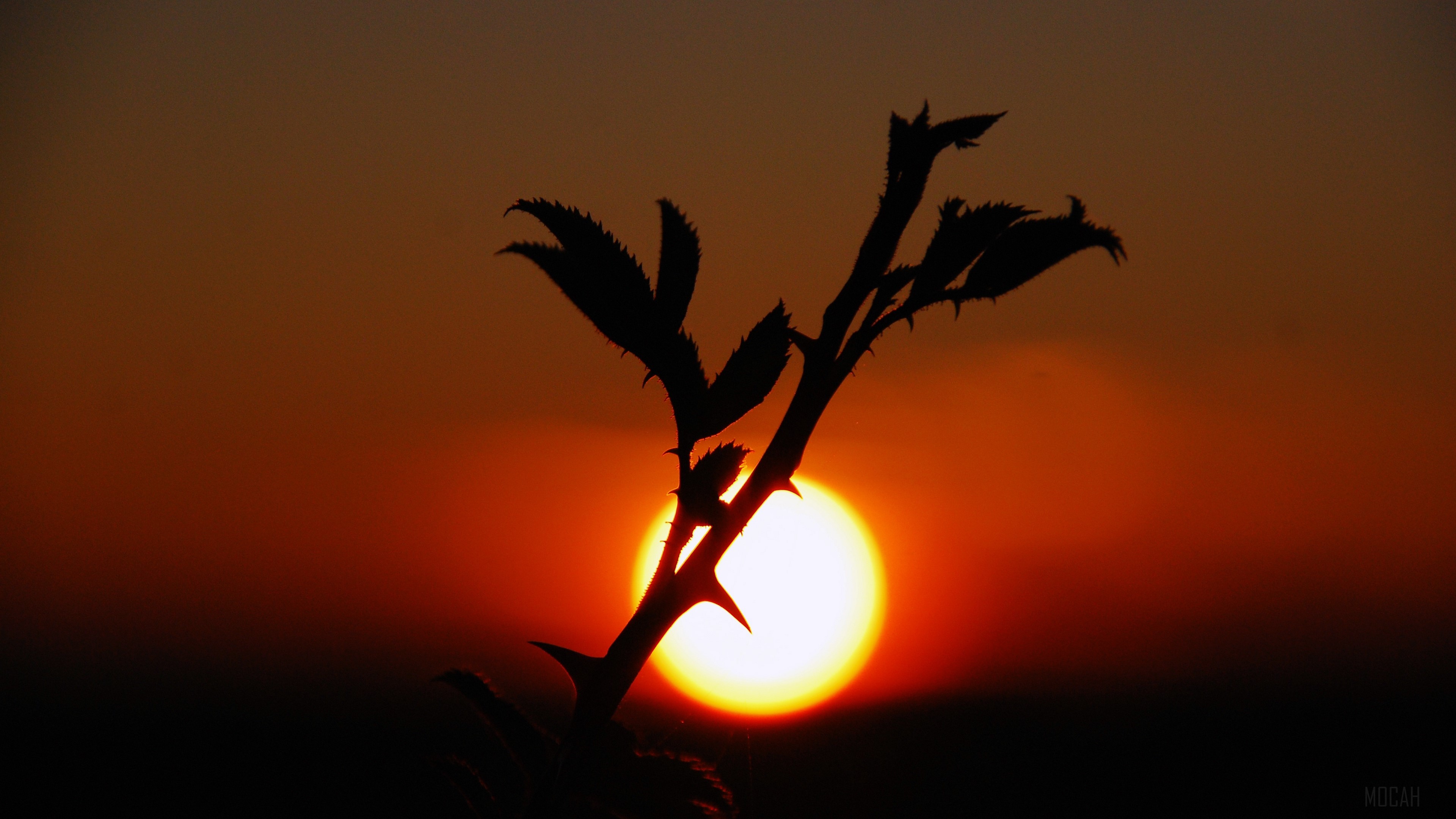 Silhouette of a thorny plant against a sunset HD Wallpaper