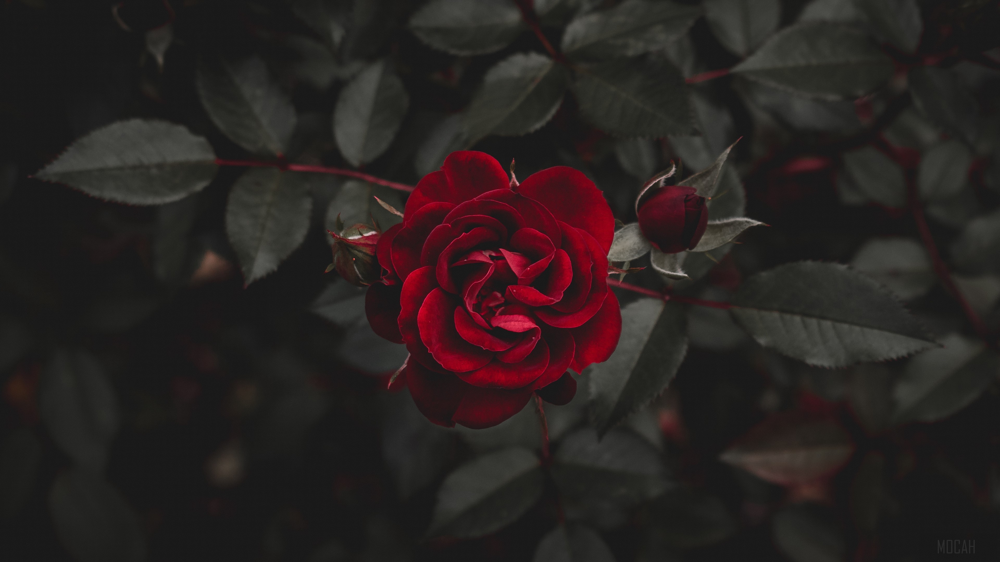 Red rose and bud with dark leaves 4K HD Wallpaper