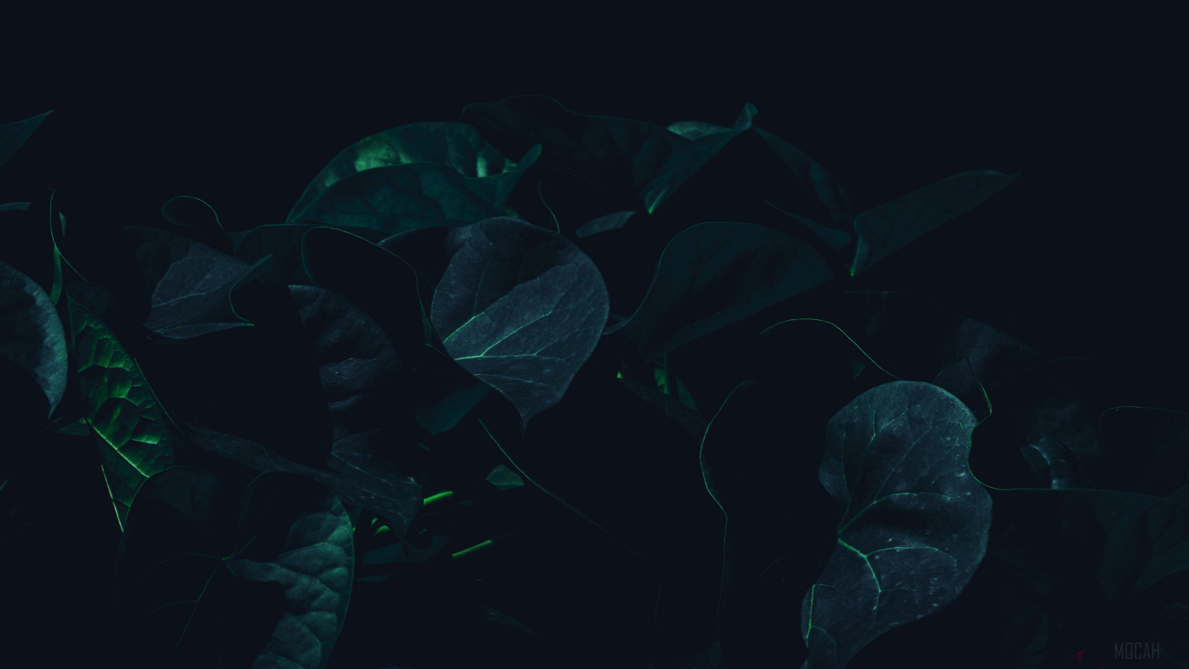 Dark green leaves in shade 4K HD Wallpaper