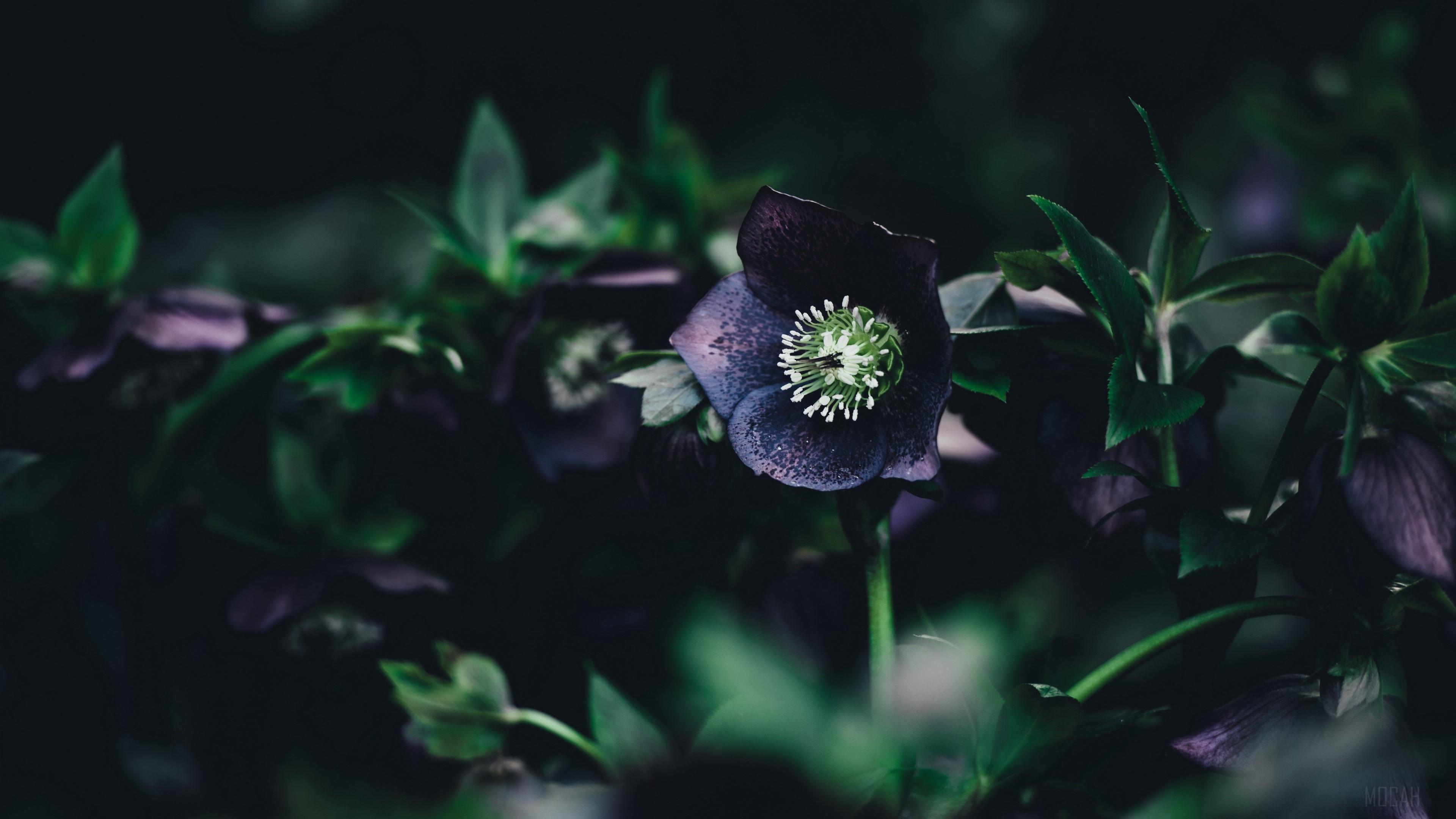 Dark purple flower with green center and leaves 4K HD Wallpaper