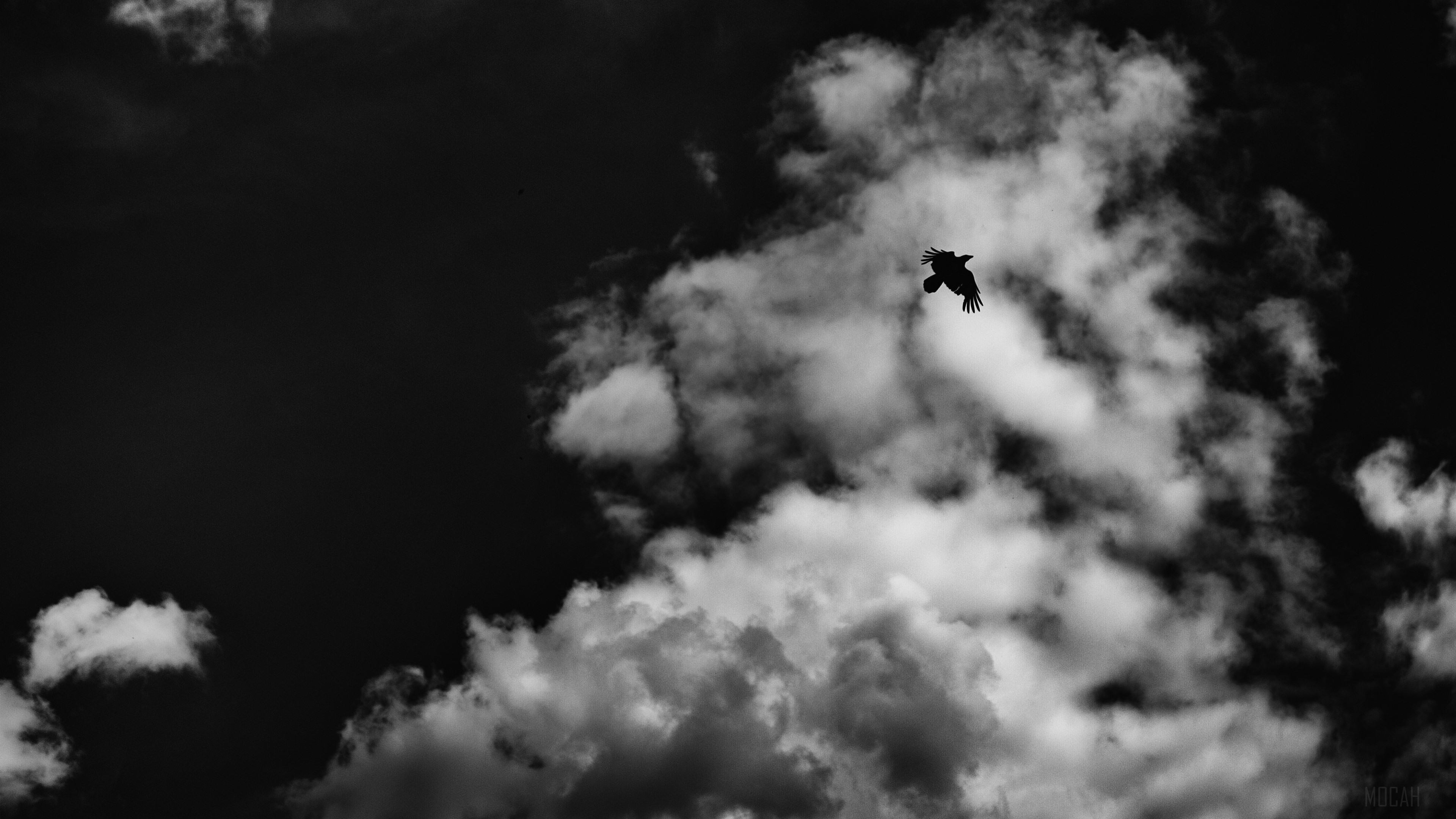 Bird in flight against clouds 4K HD Wallpaper