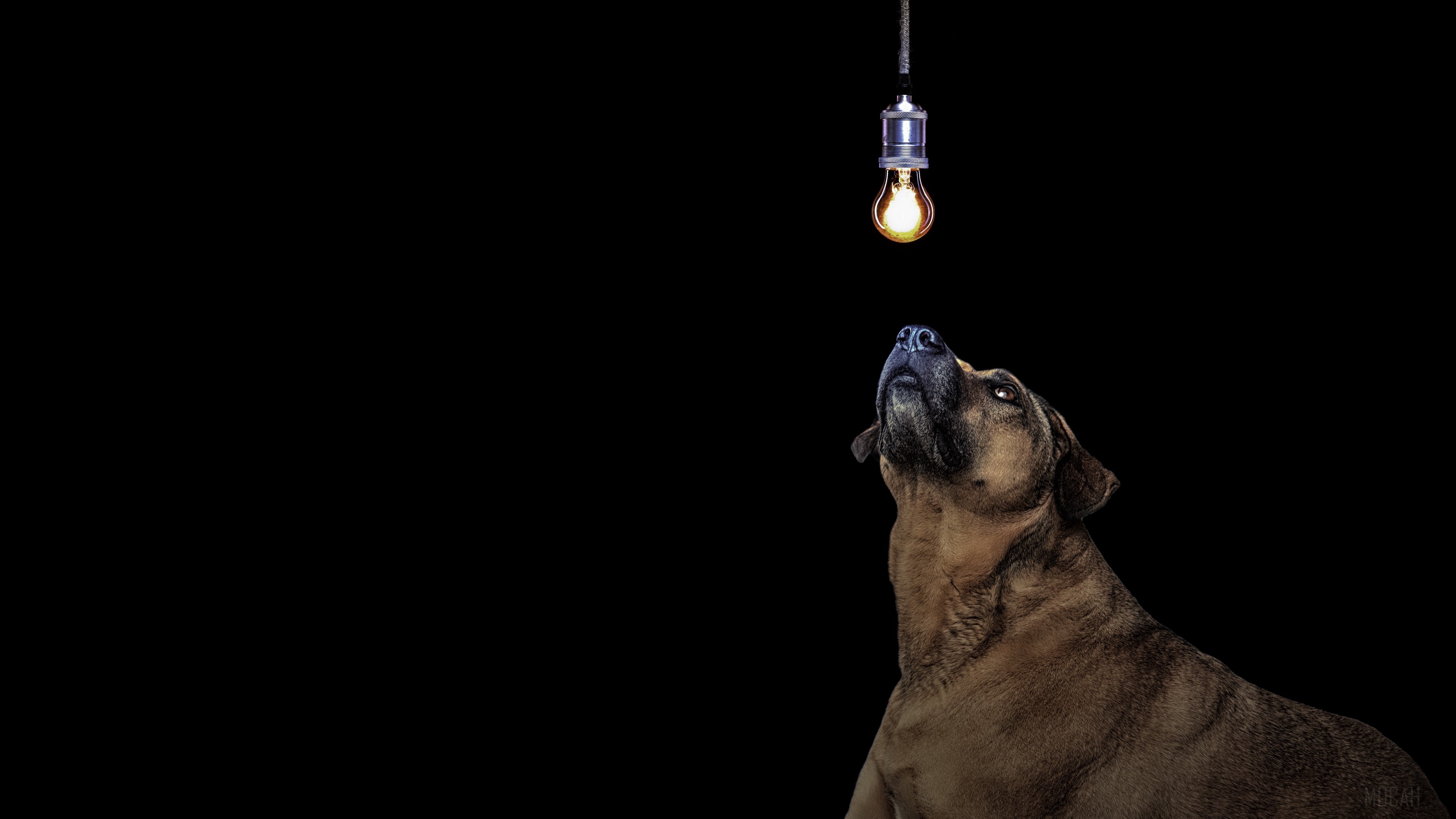 Dog looking at a light bulb HD Wallpaper