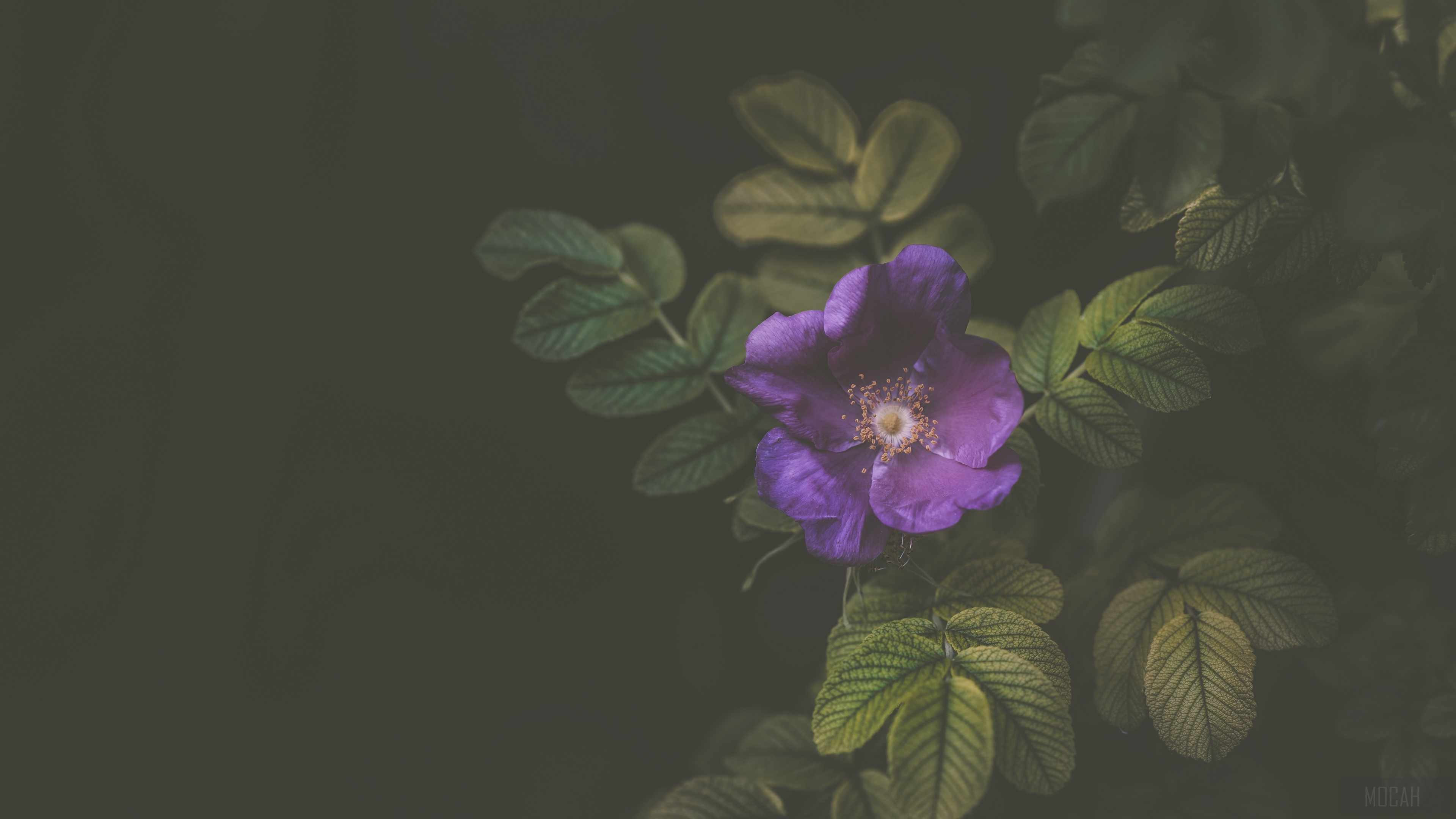 Purple flower on a bush HD Wallpaper