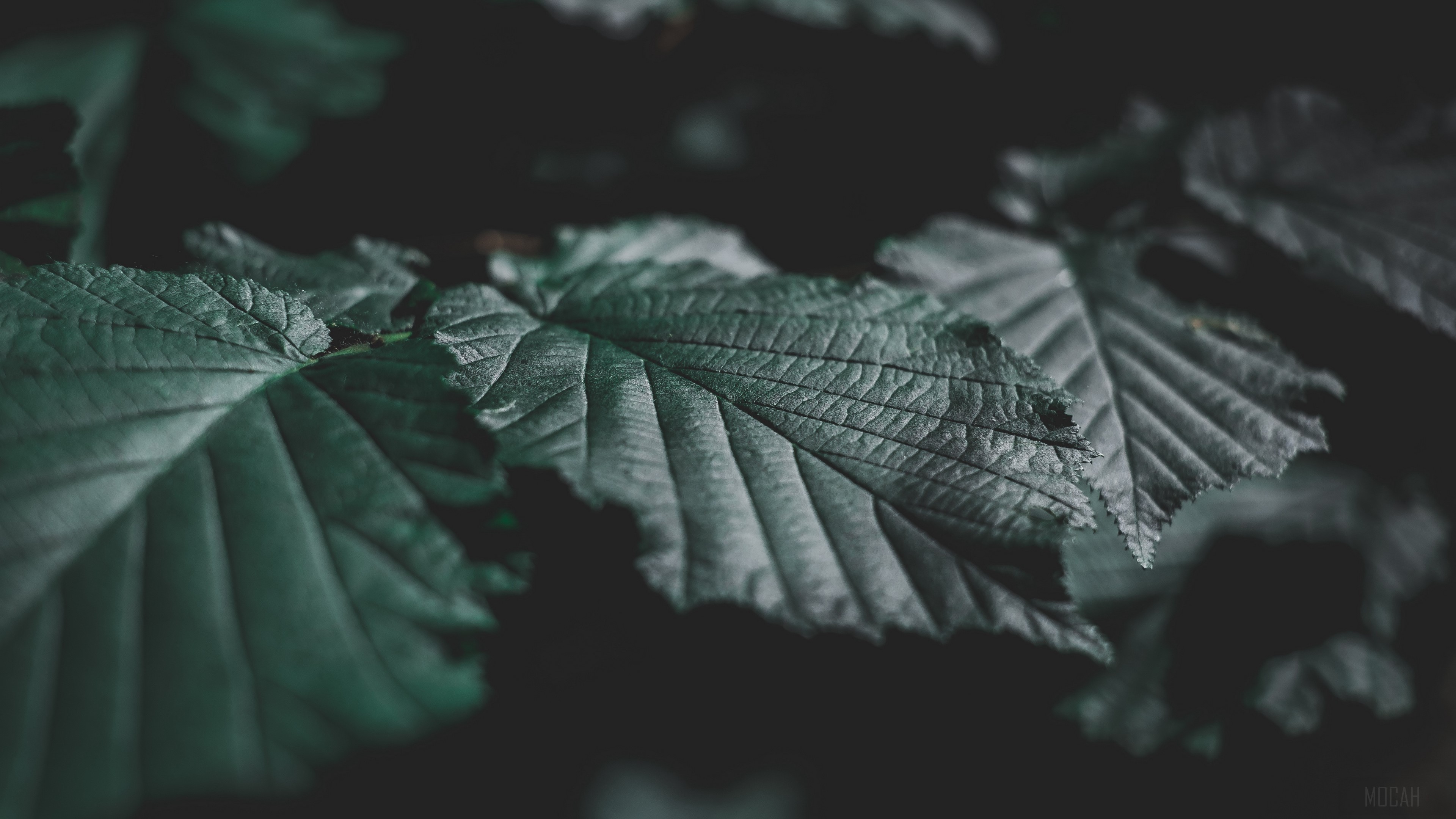 Close-up of dark green leaves with visible veins HD Wallpaper