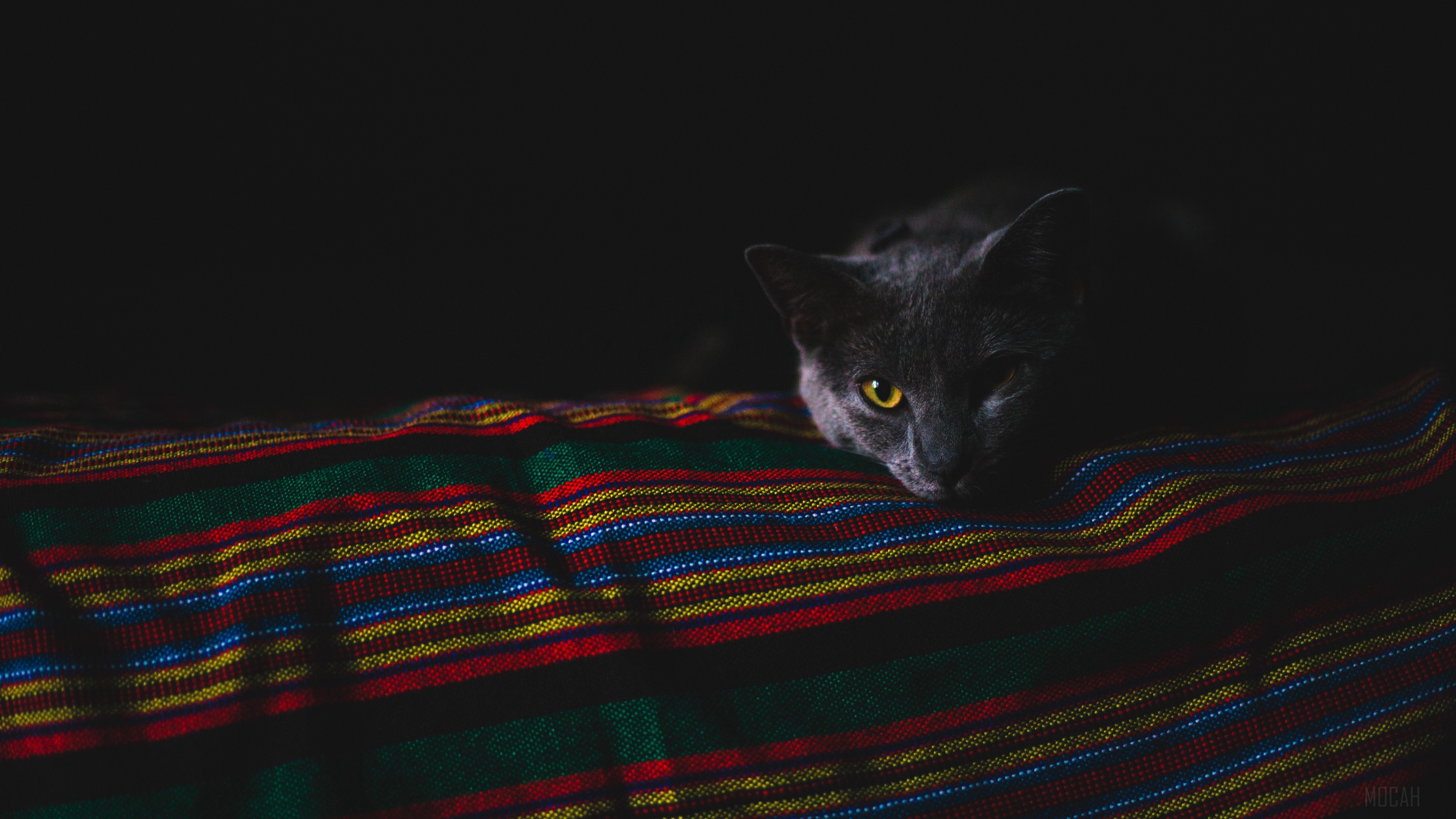 Gray cat with yellow eyes on a striped blanket HD Wallpaper