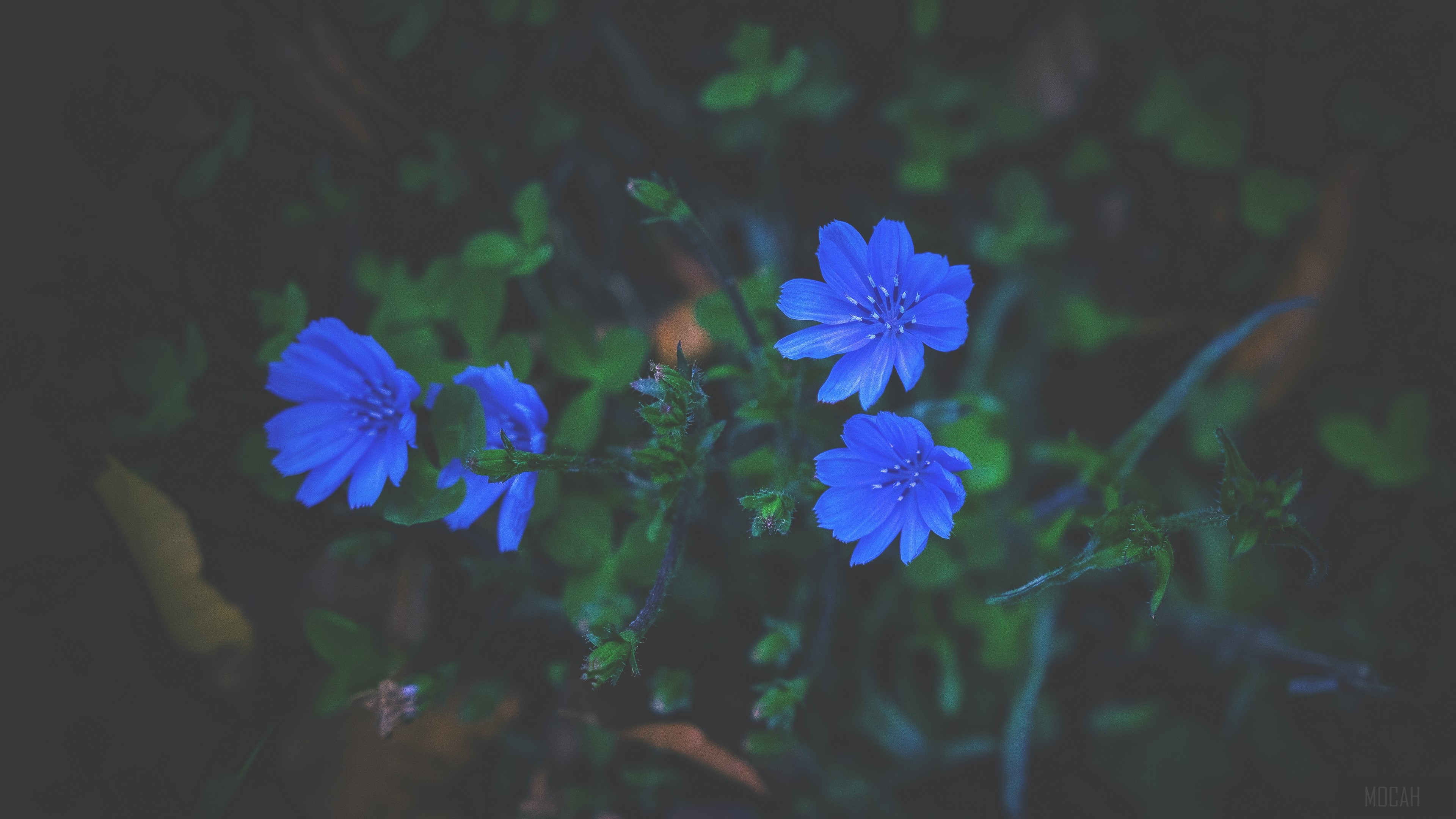 Blue flowers in grass 4K HD Wallpaper