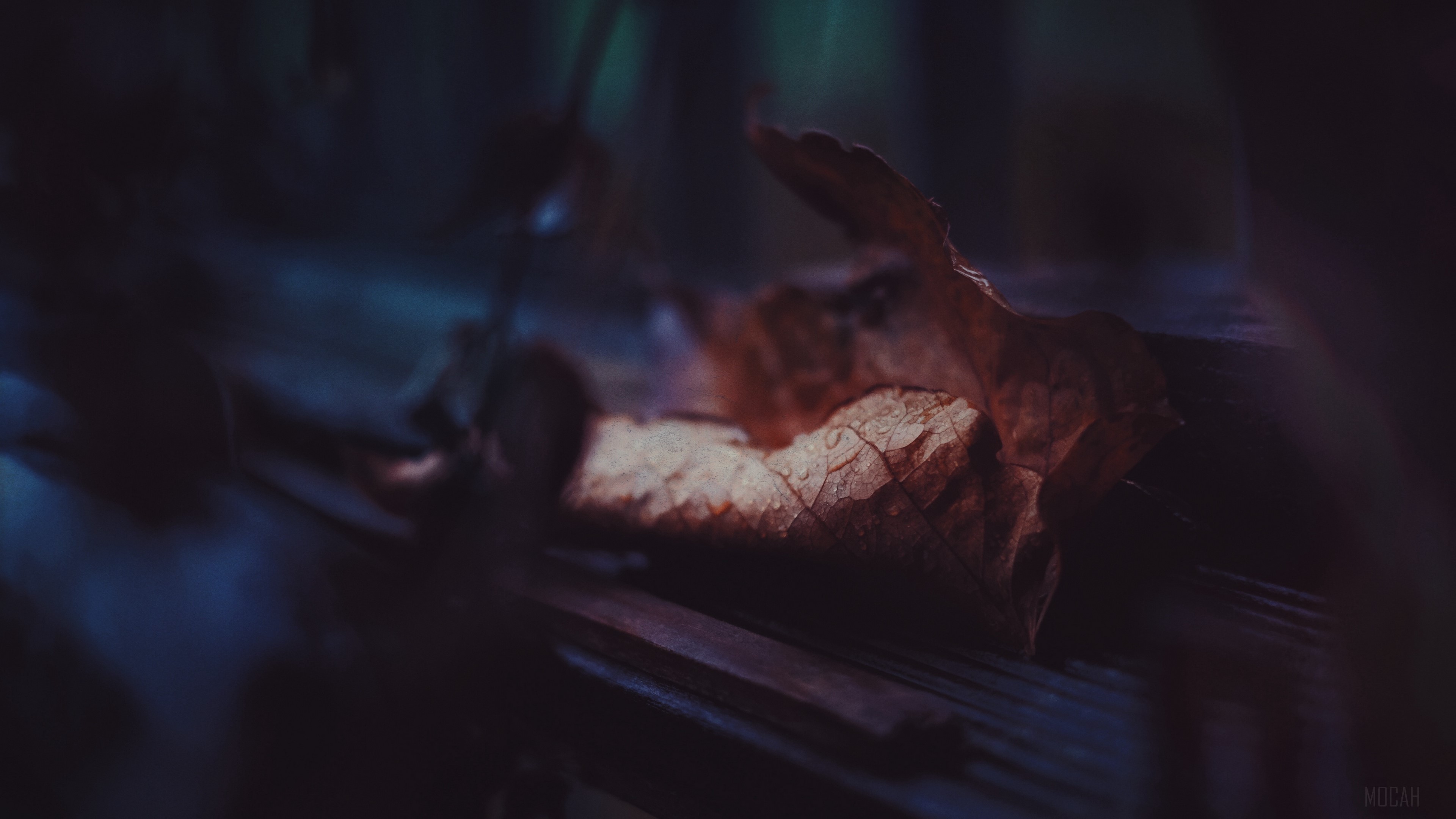 Close-up of a dry leaf with water drops HD Wallpaper
