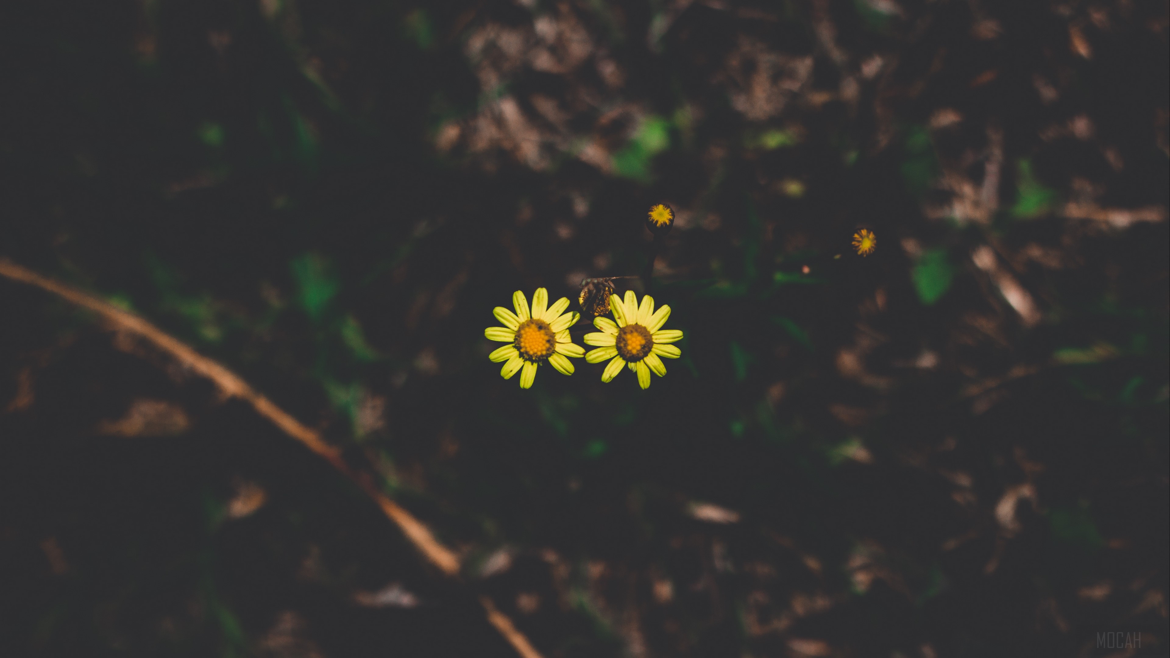Two yellow flowers with dark background 4K HD Wallpaper