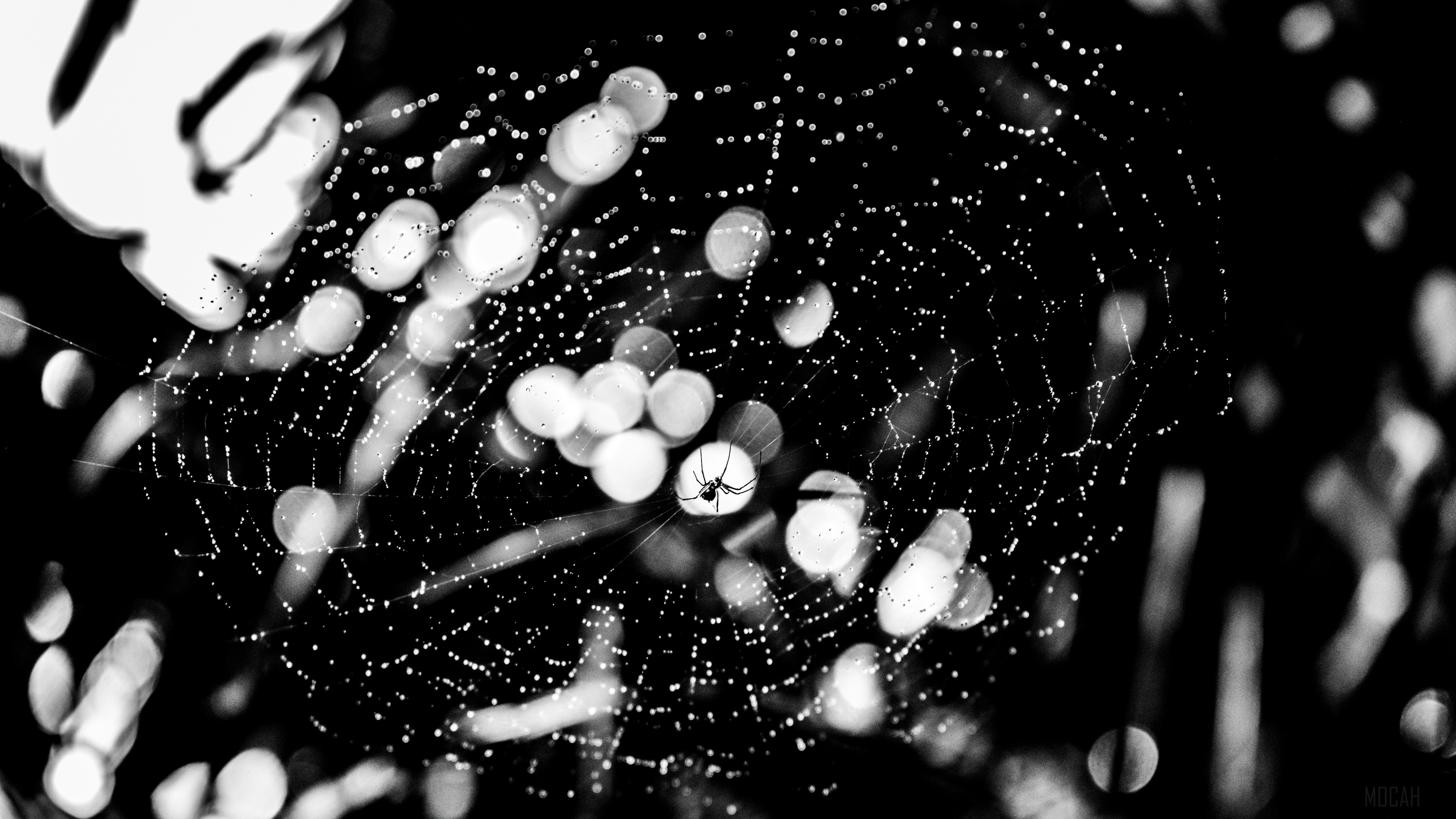 Spider on a dew-covered web in black and white HD Wallpaper
