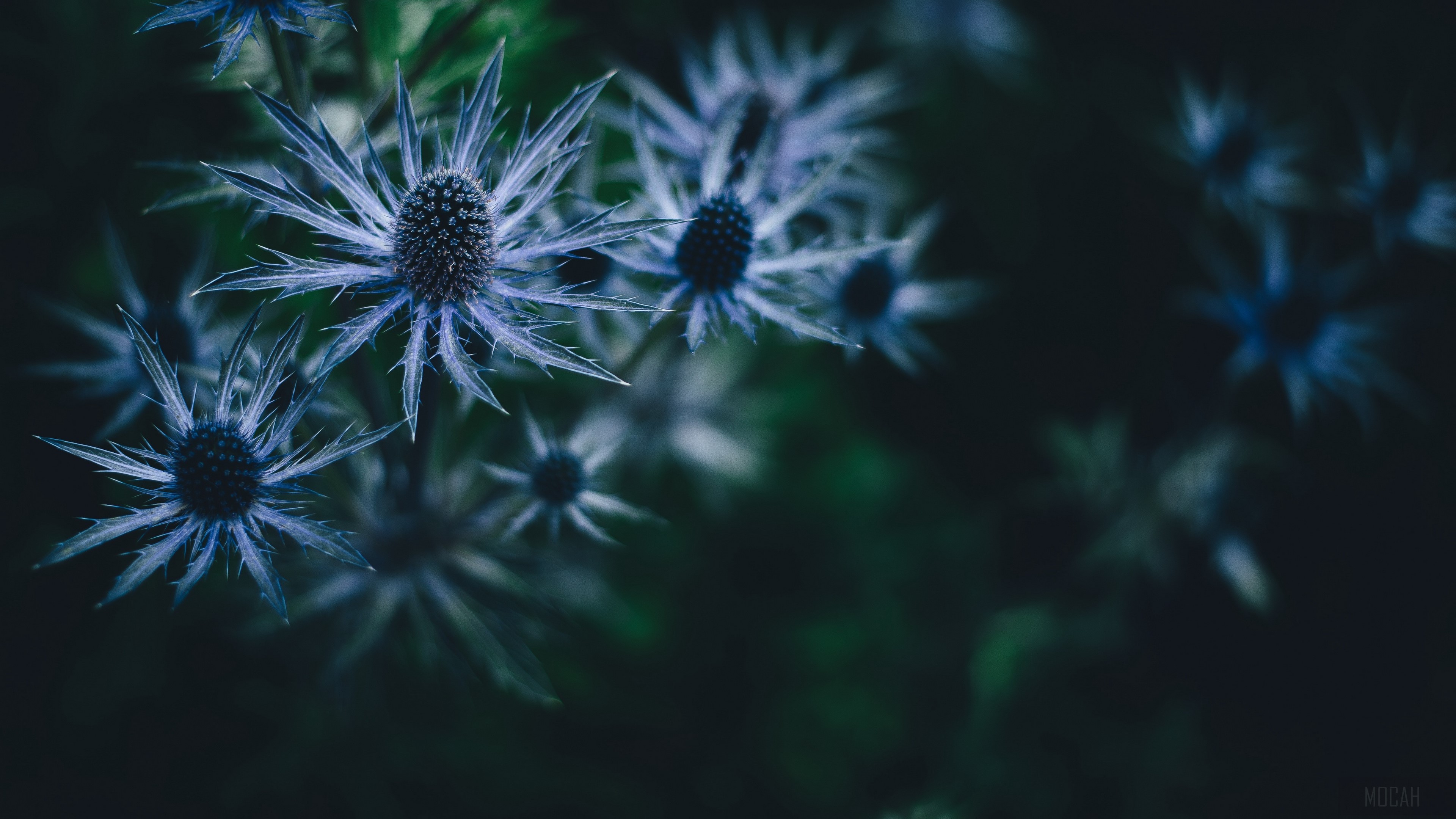 Prickly blue flowers in dark 4K HD Wallpaper