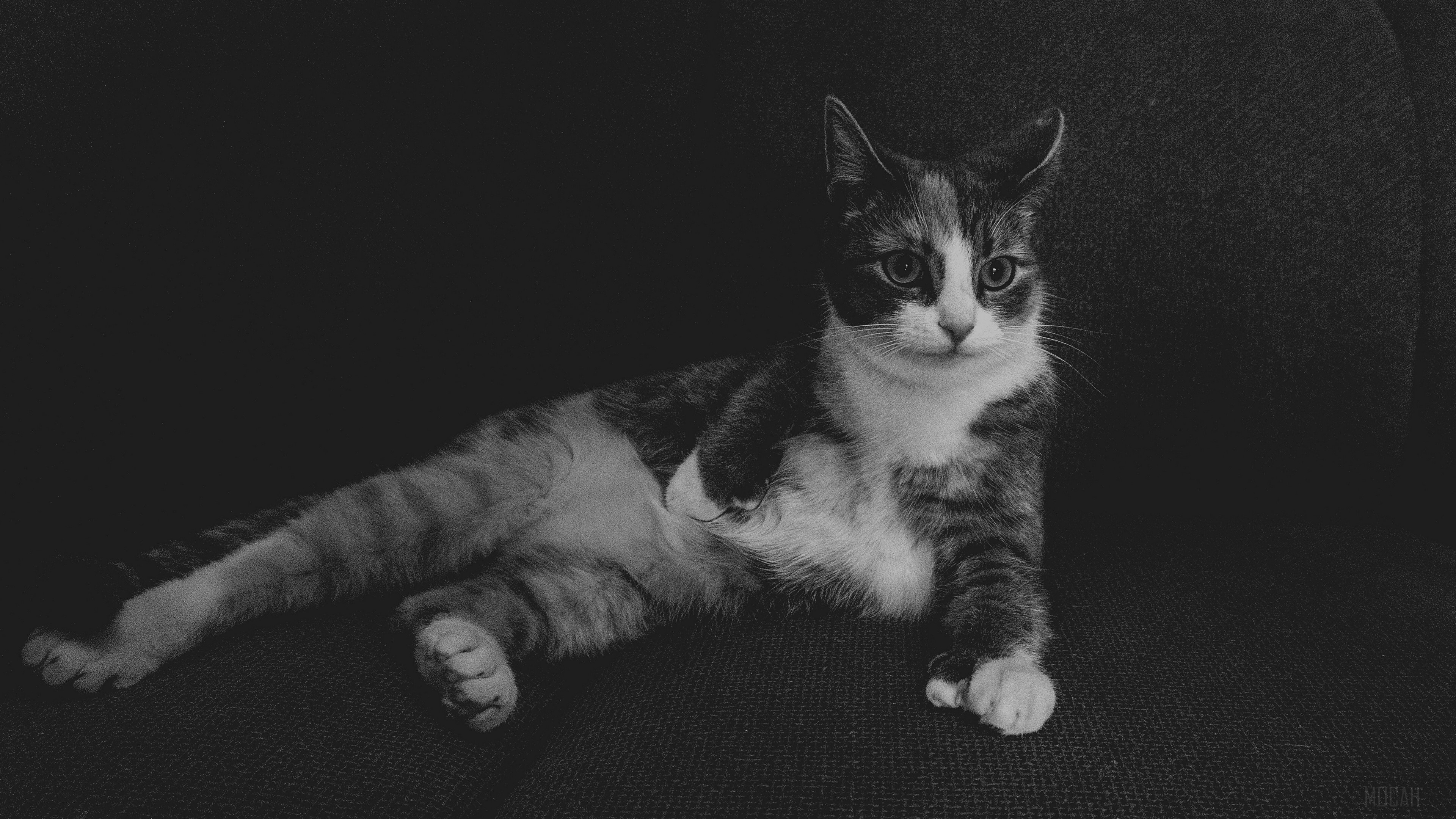 Black and white cat lying on a couch HD Wallpaper