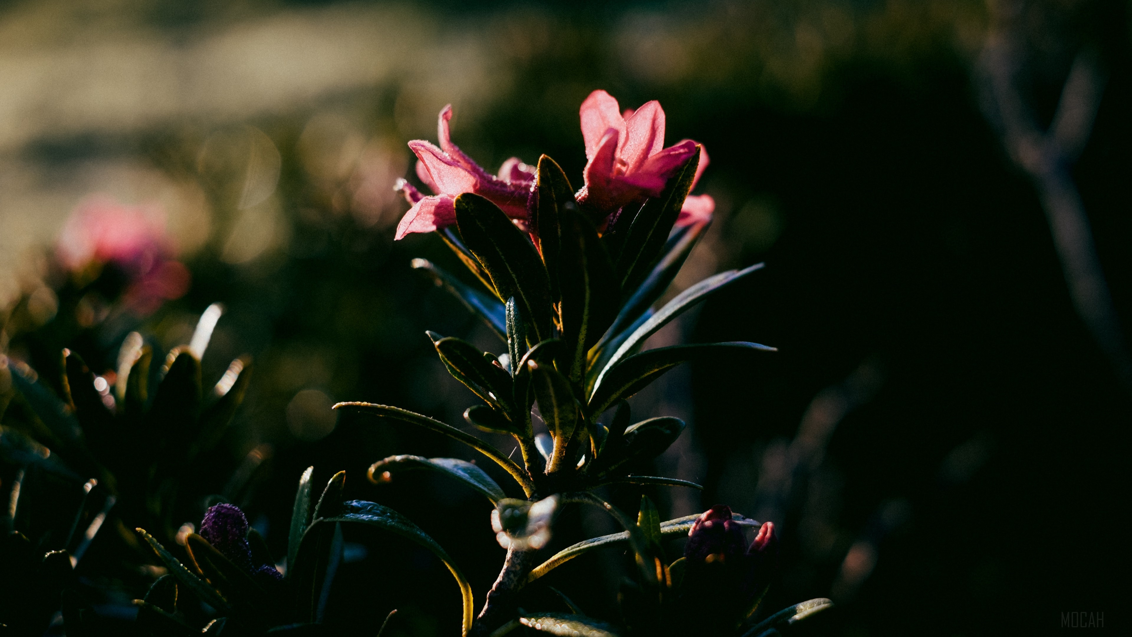 Pink flower with dark leaves 4K HD Wallpaper