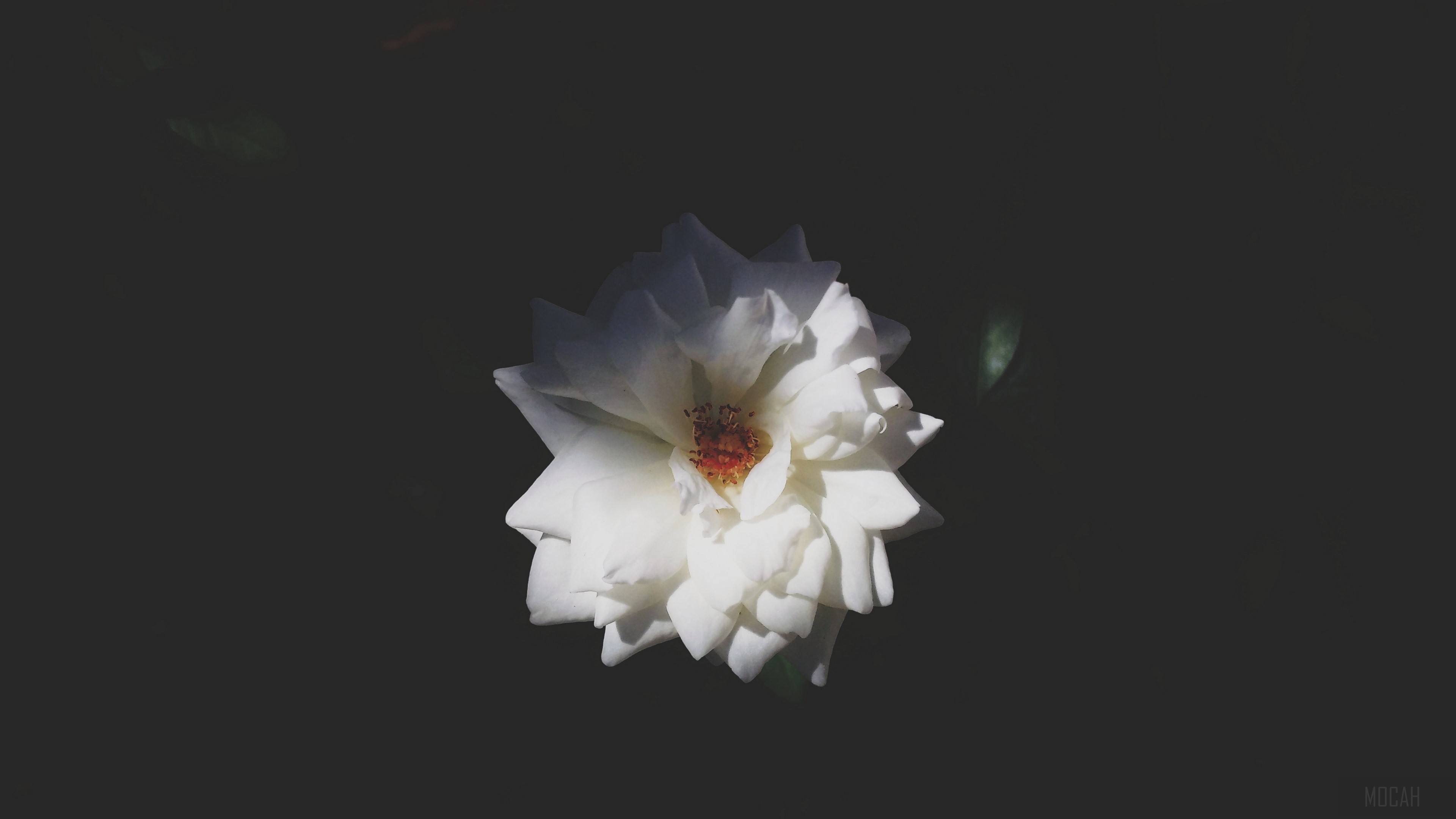 White rose with red center in 4K HD Wallpaper