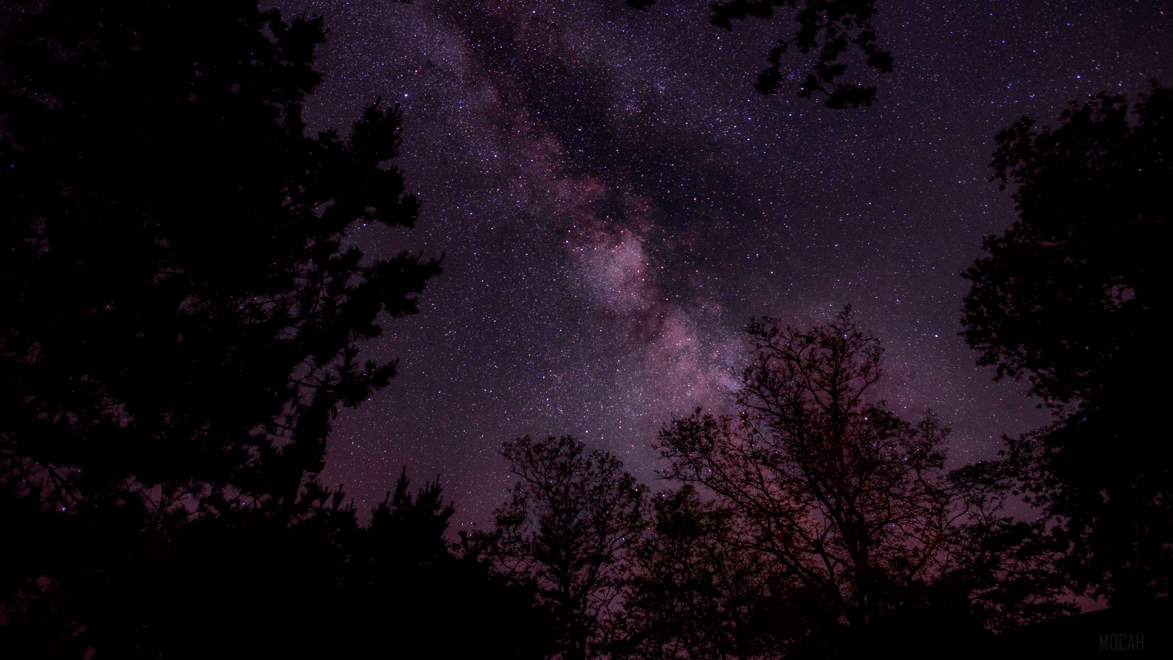 Starry night sky over trees 4K HD Wallpaper
