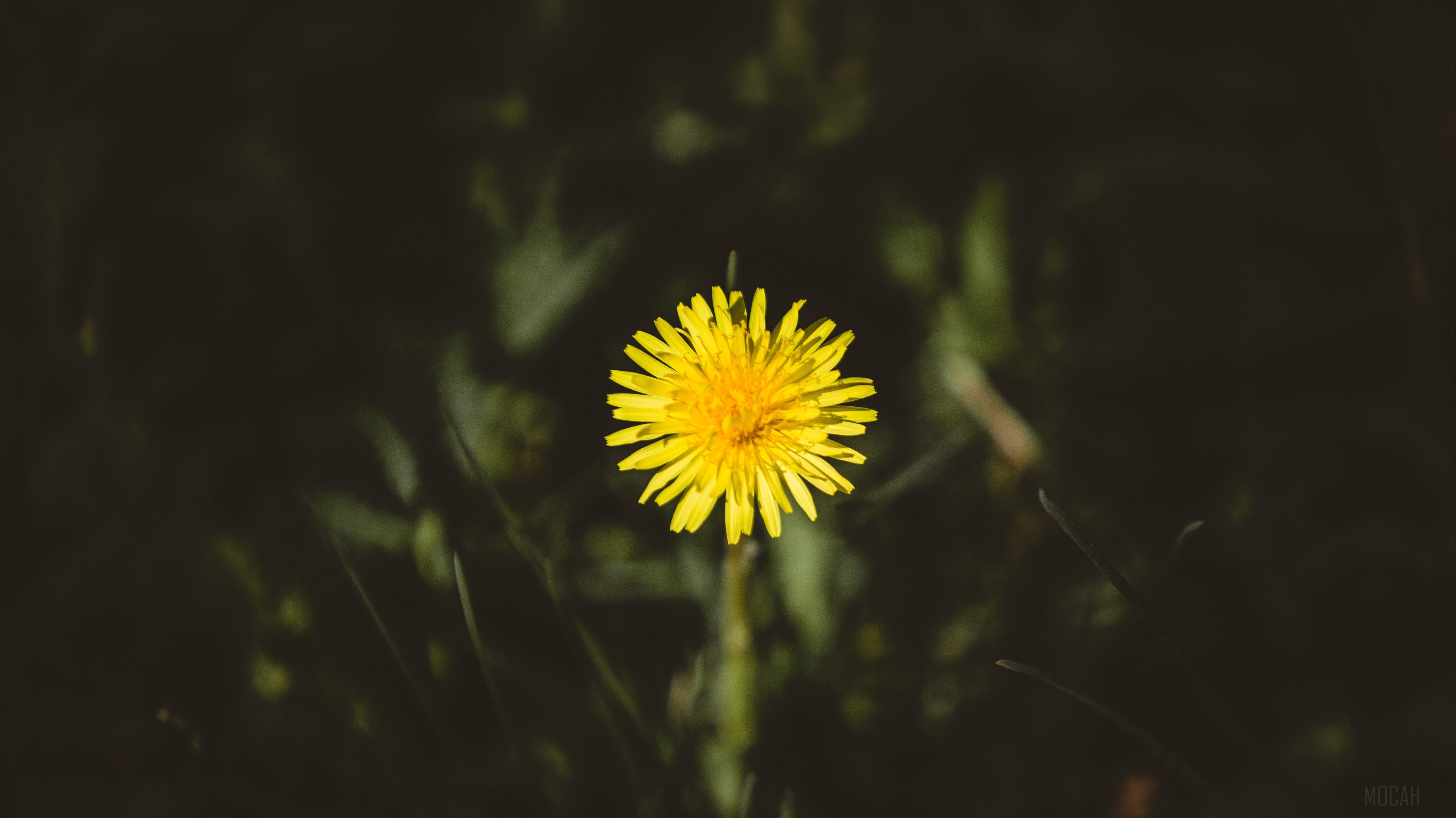 Yellow dandelion flower in dark grass 4K HD Wallpaper