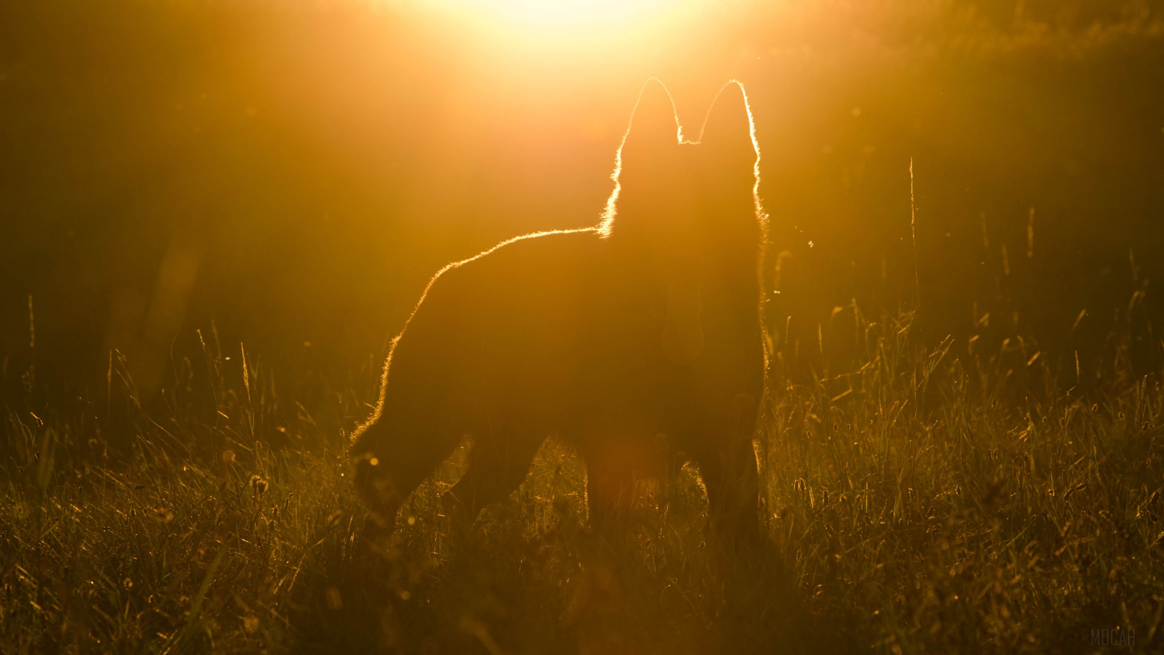 Dog silhouette in sunlight 4K HD Wallpaper