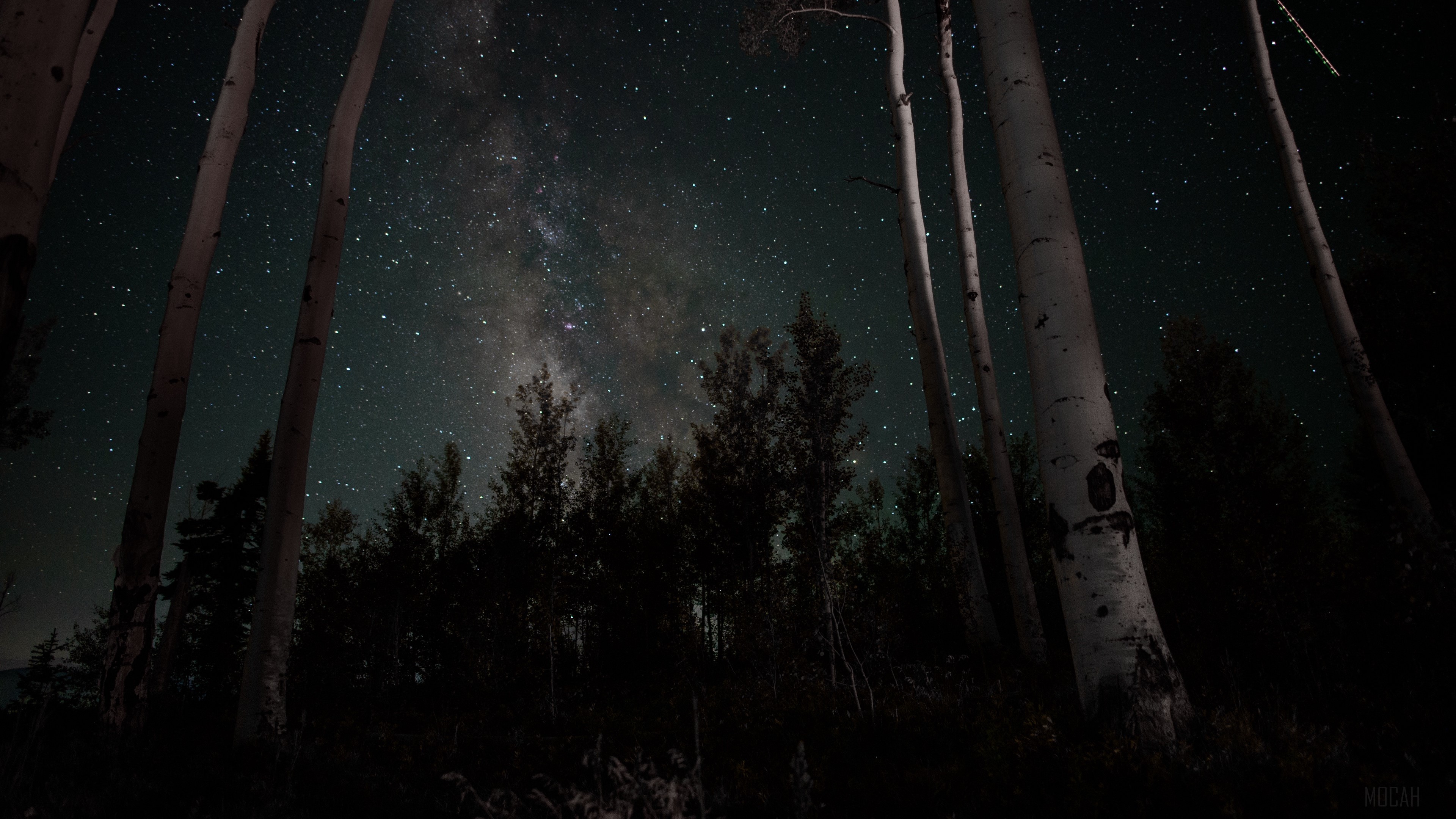 Starry night sky over a forest with trees HD Wallpaper