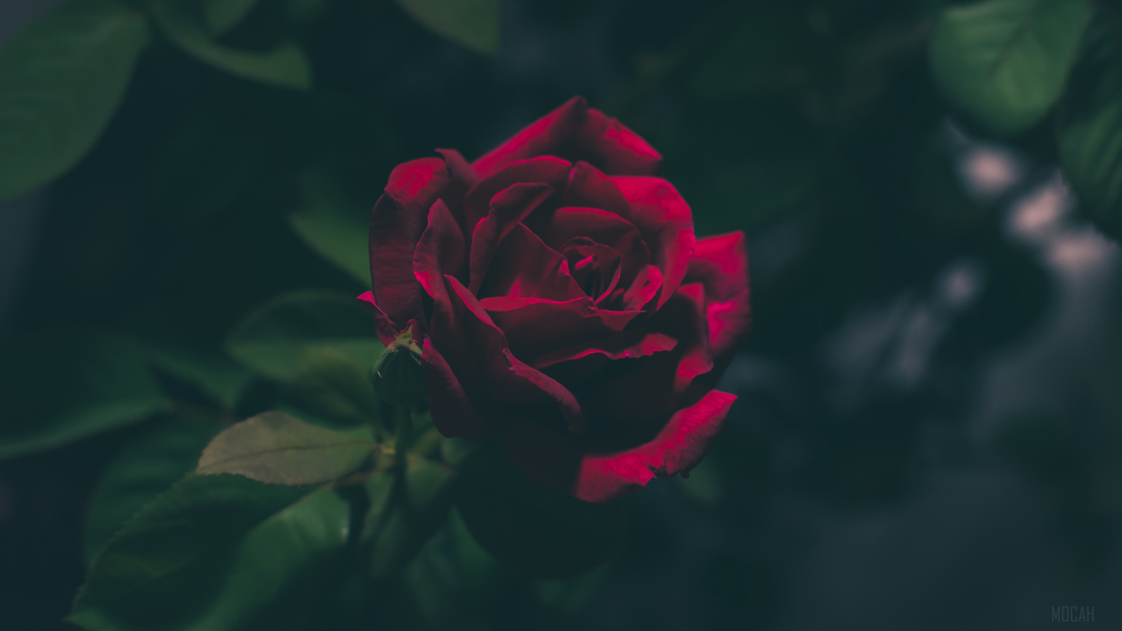 Dark red rose bud in bloom 4K HD Wallpaper
