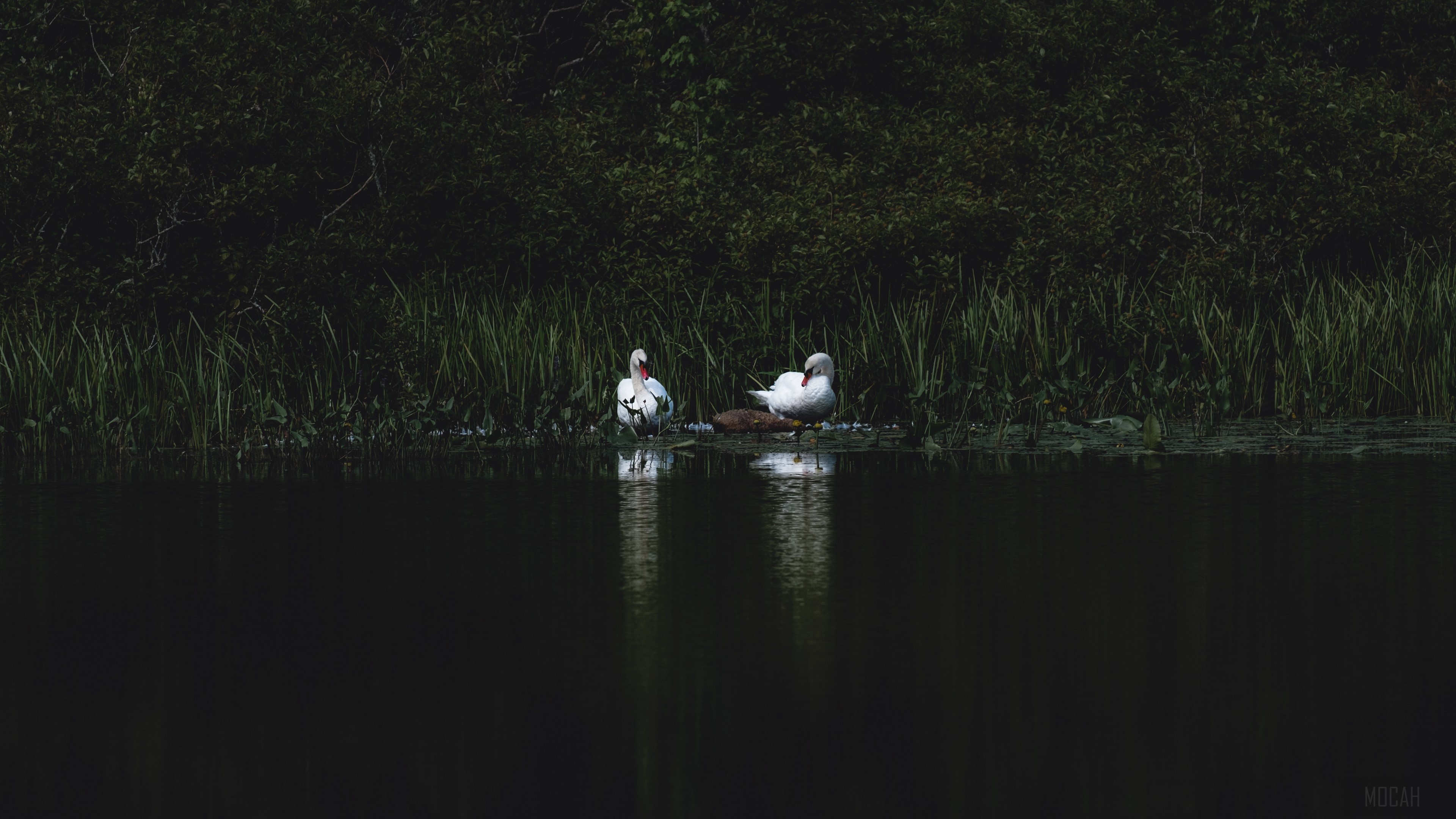 Two swans on a pond with grass and trees 4K HD Wallpaper