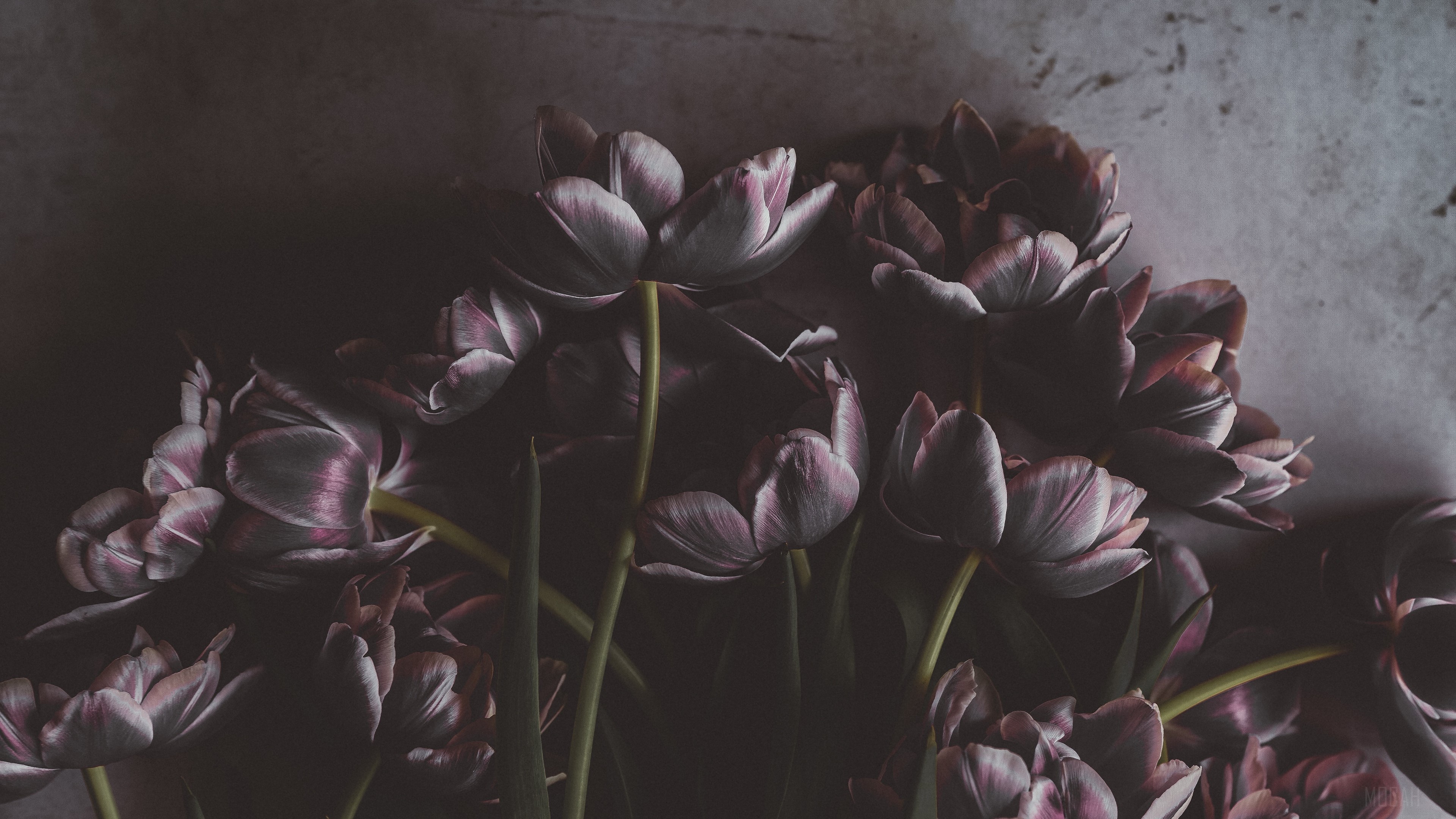 Dark Tulips Bouquet on Textured Wall 4K HD Wallpaper