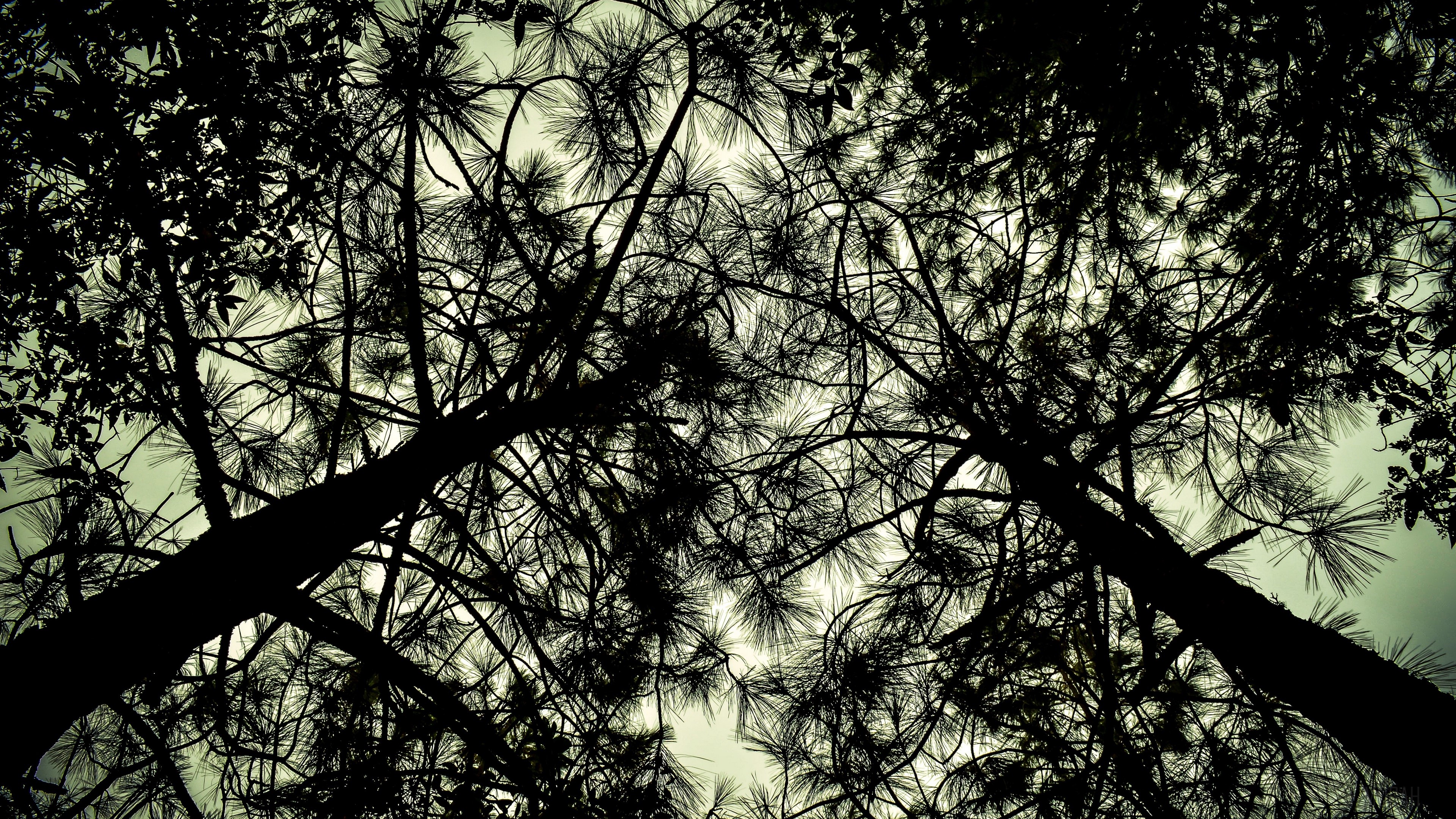 Silhouette of trees branches from below 4K HD Wallpaper