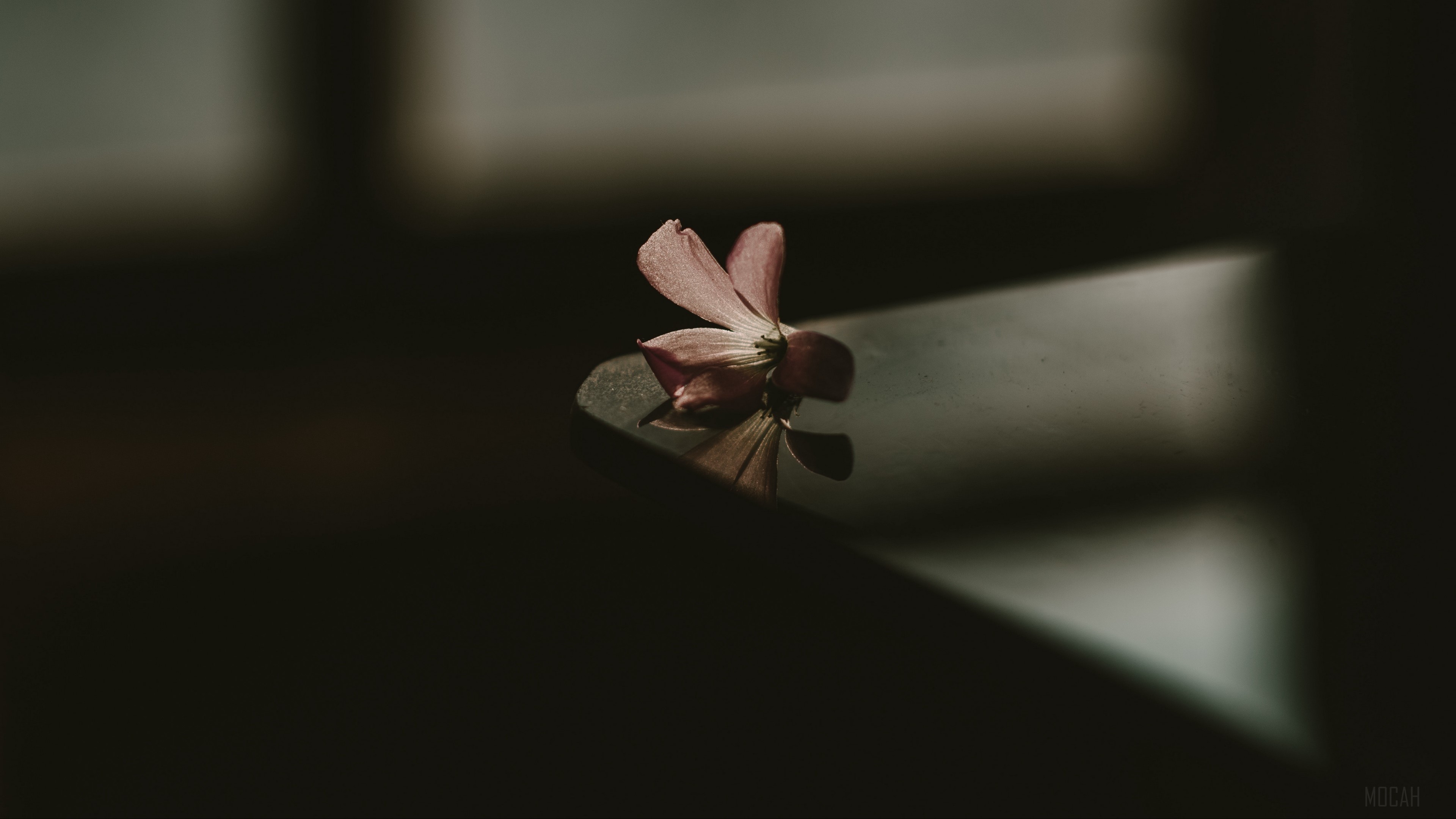 A single pink flower on a dark surface with shadows HD Wallpaper
