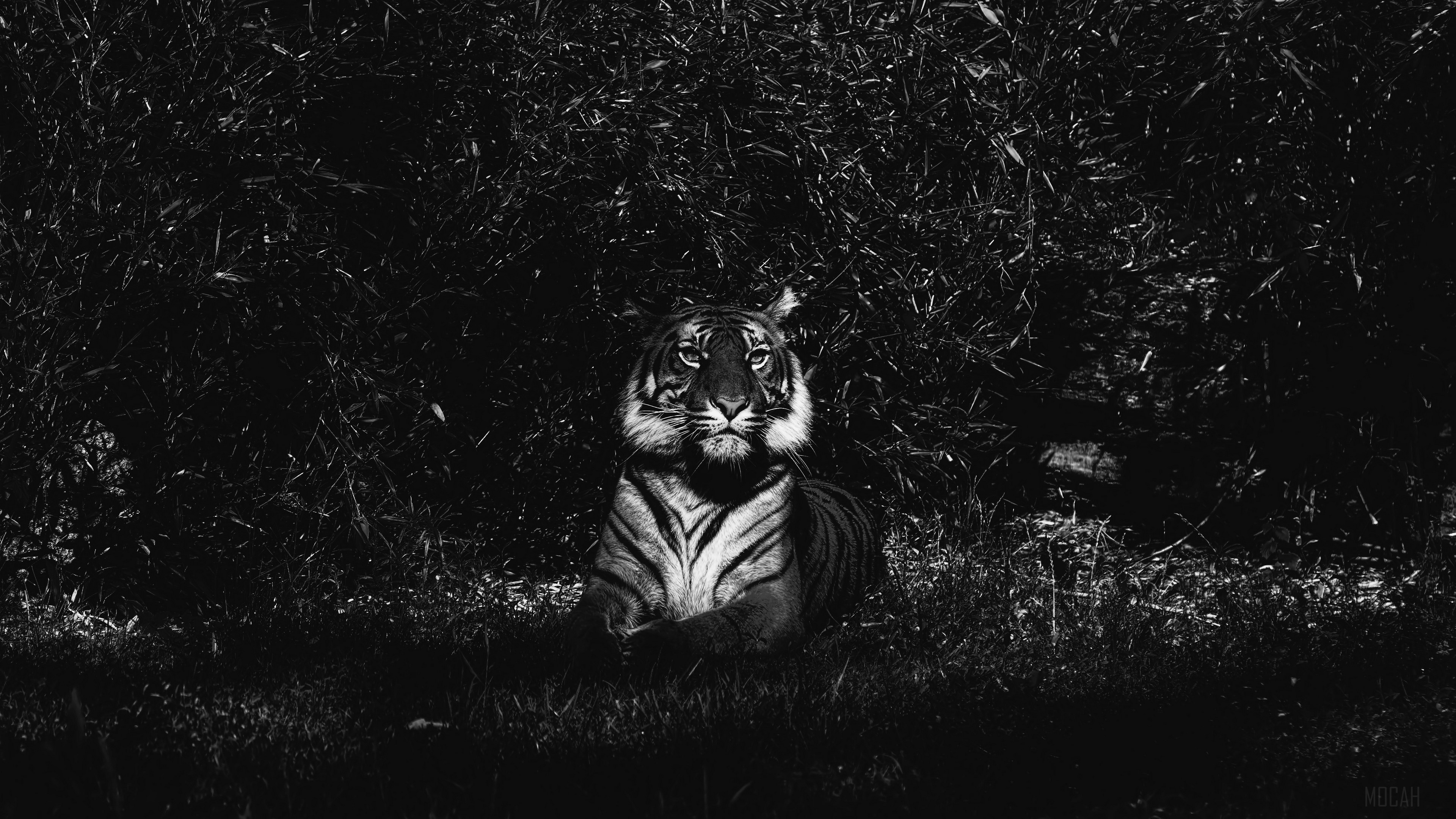 Tiger lying in tall grass, black and white HD Wallpaper