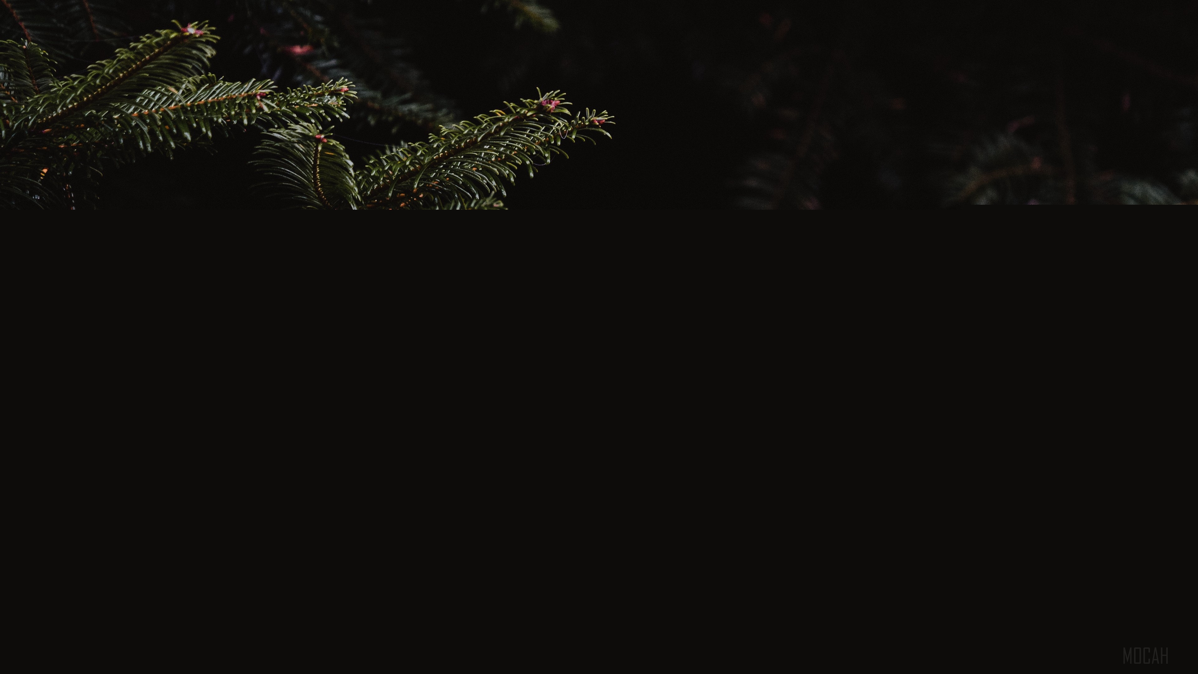 Dark spruce branches with needles 4K HD Wallpaper