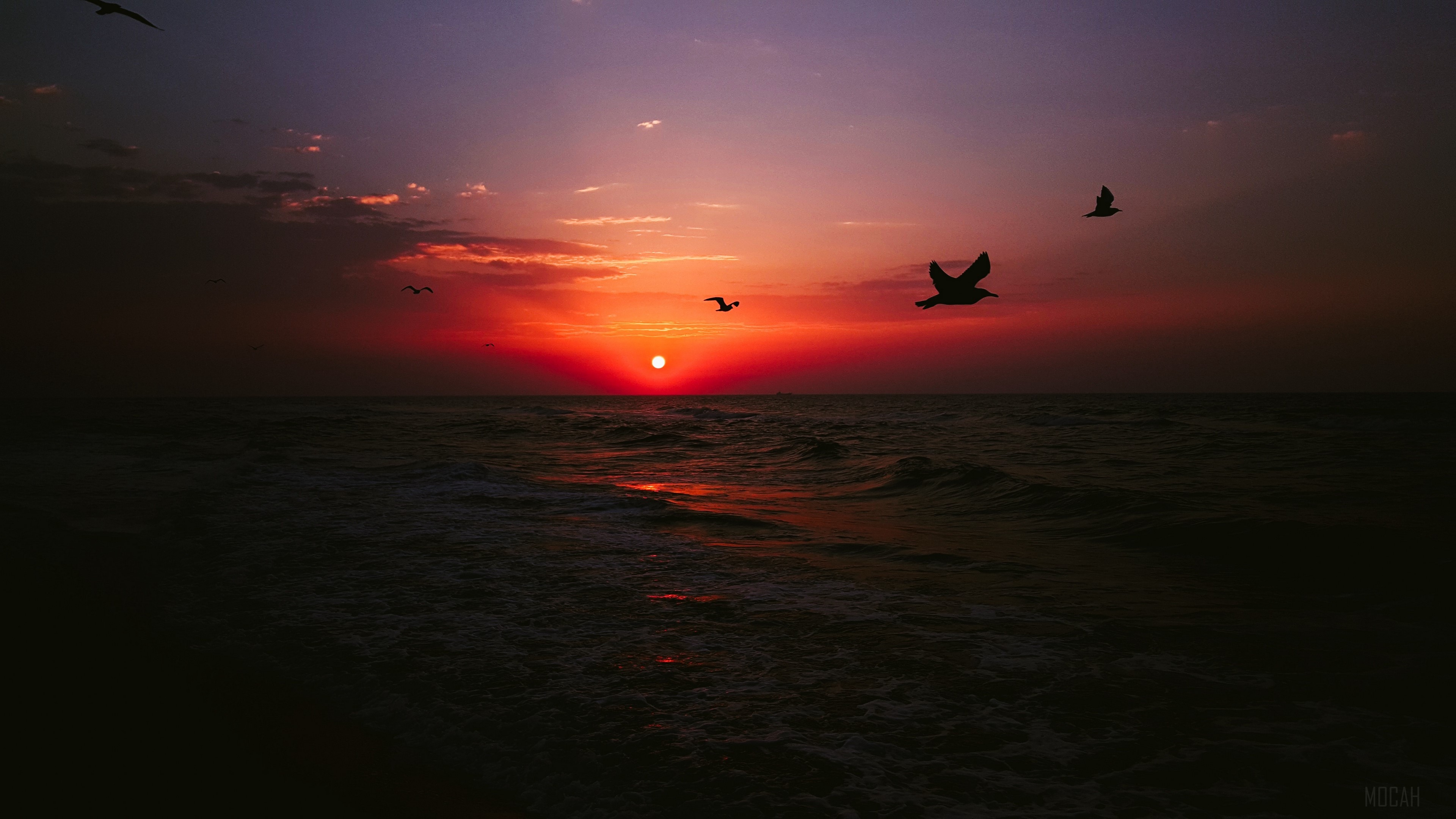 Birds flying over the sea at sunset 4K HD Wallpaper