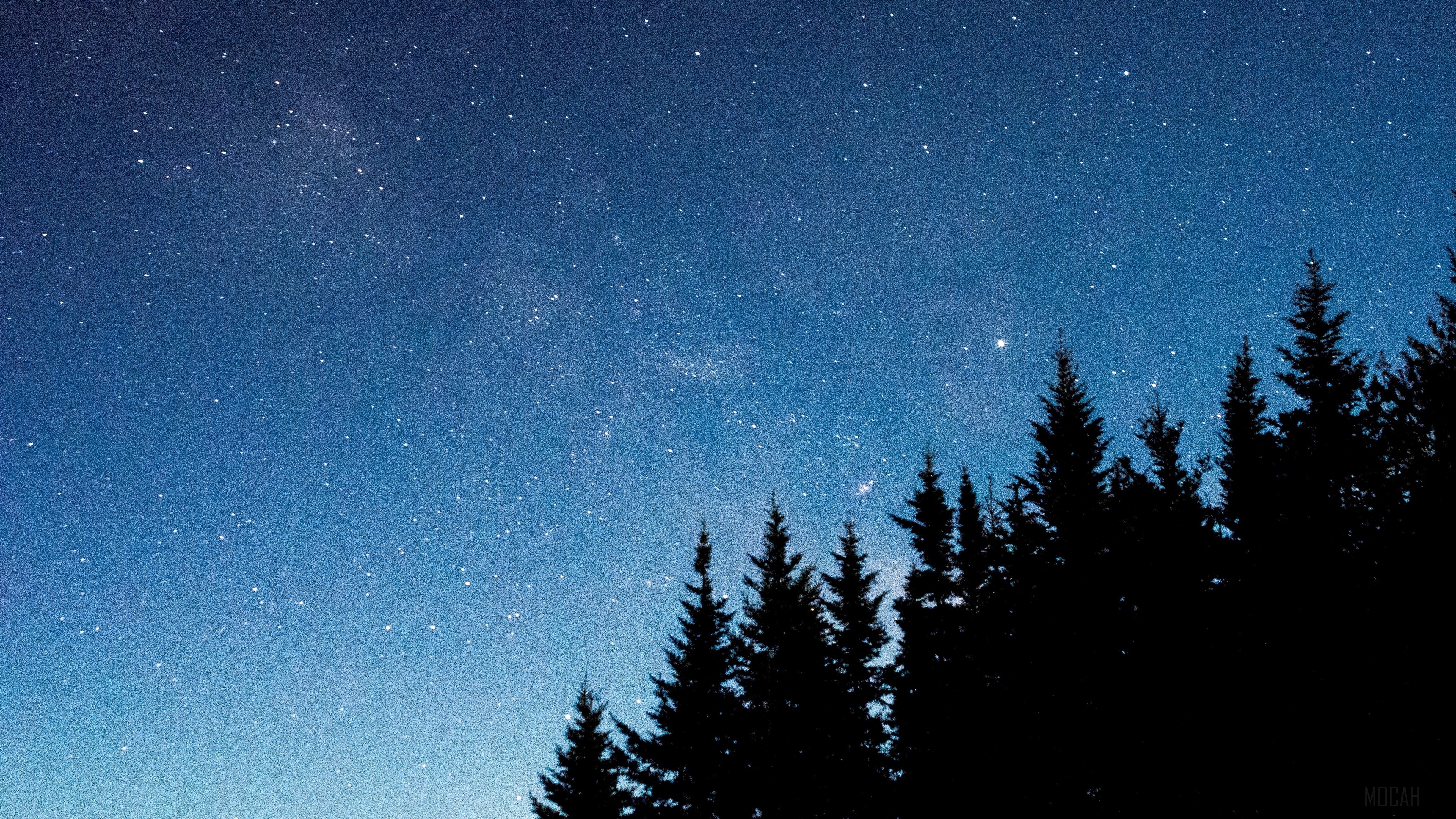 Starry night sky over silhouette of fir trees HD Wallpaper