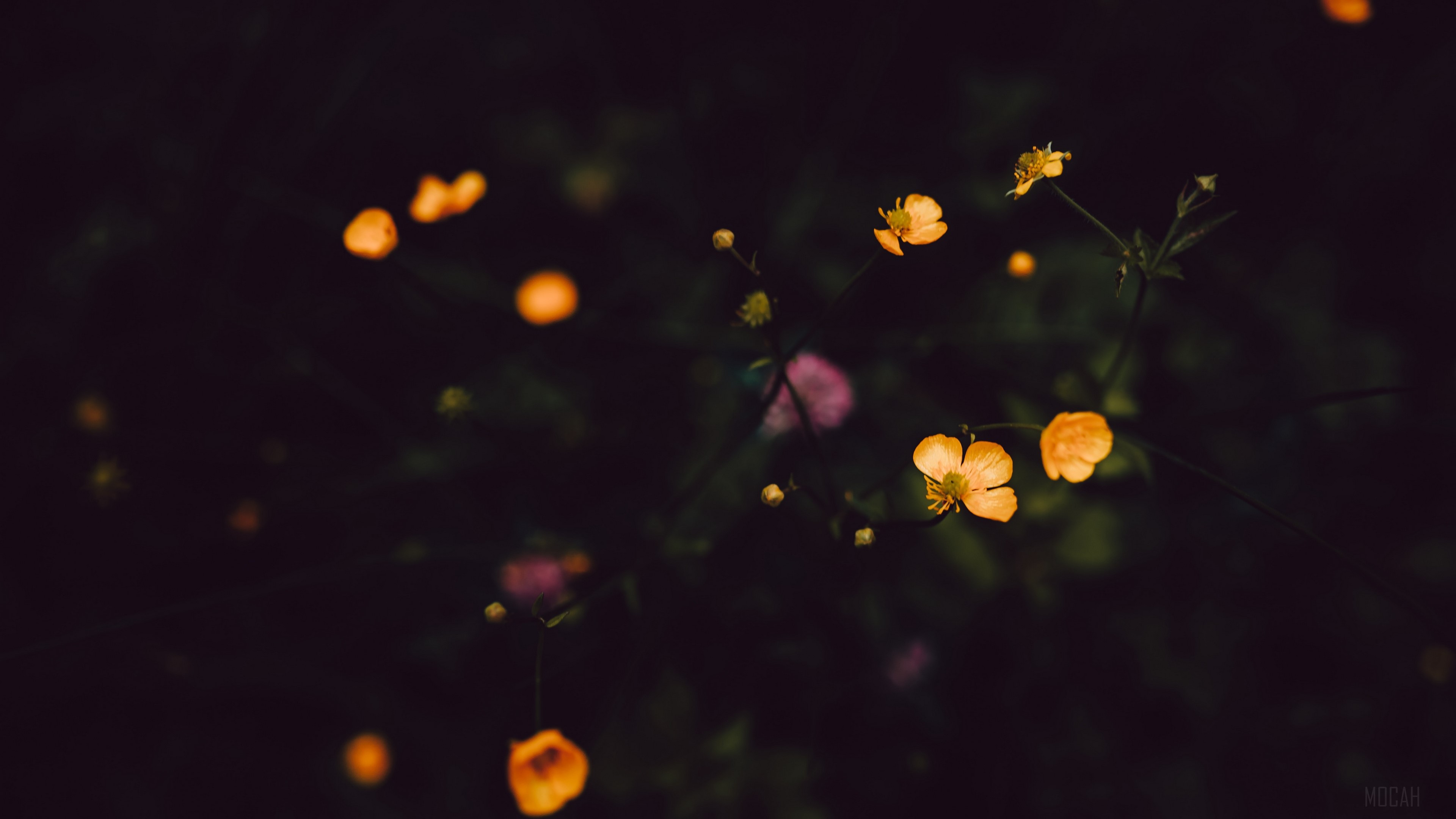 Yellow flowers in dark field 4K HD Wallpaper