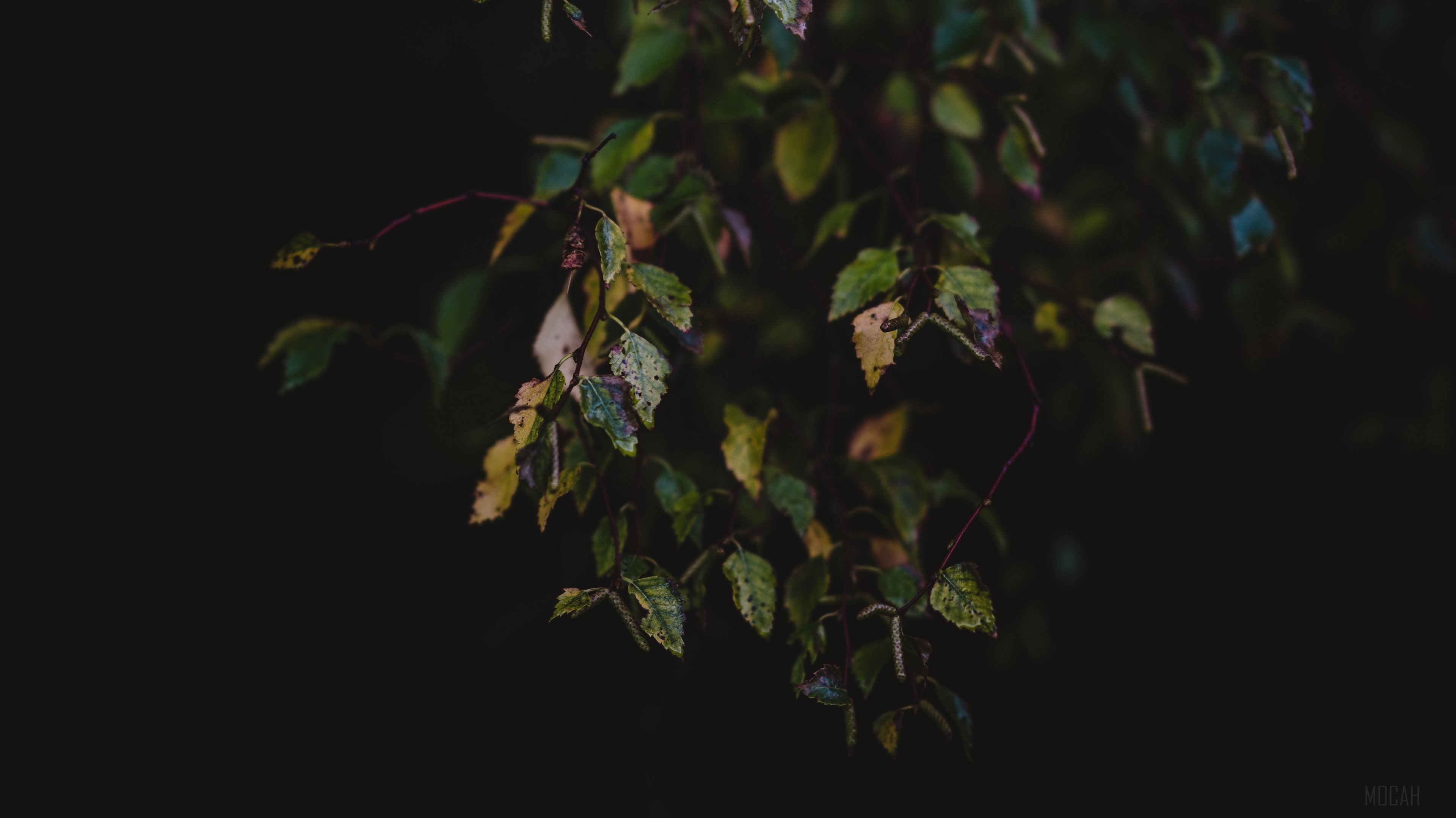 Autumn leaves on branches in dark 4K HD Wallpaper