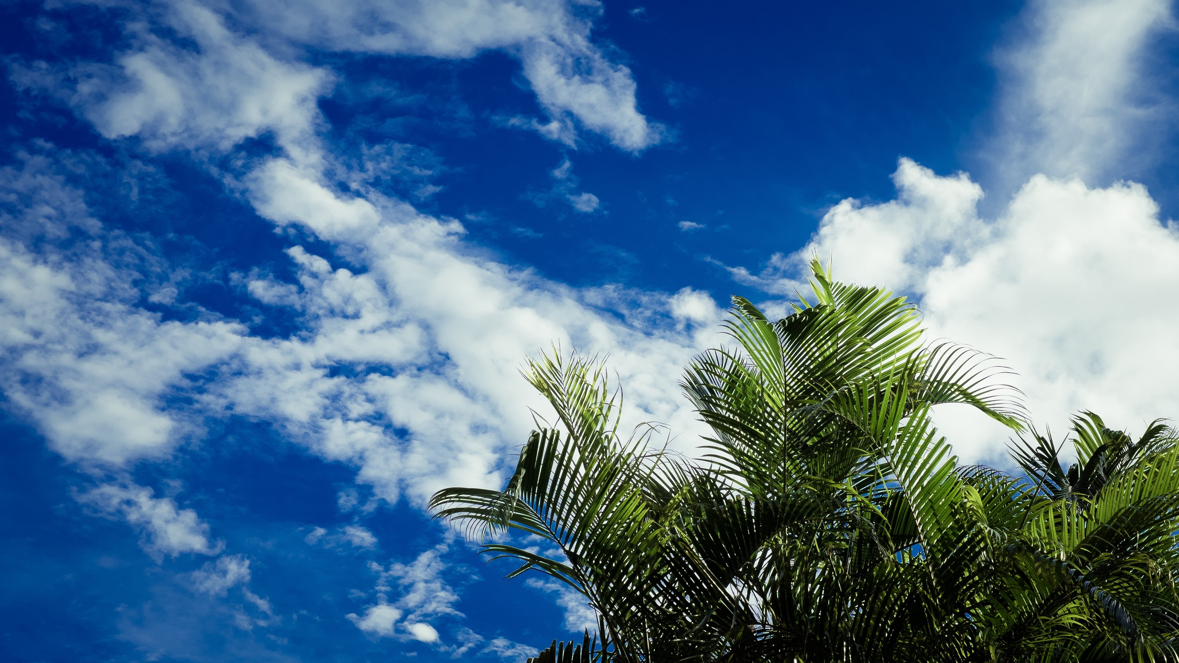 Palm leaves against a blue sky with clouds HD Wallpaper