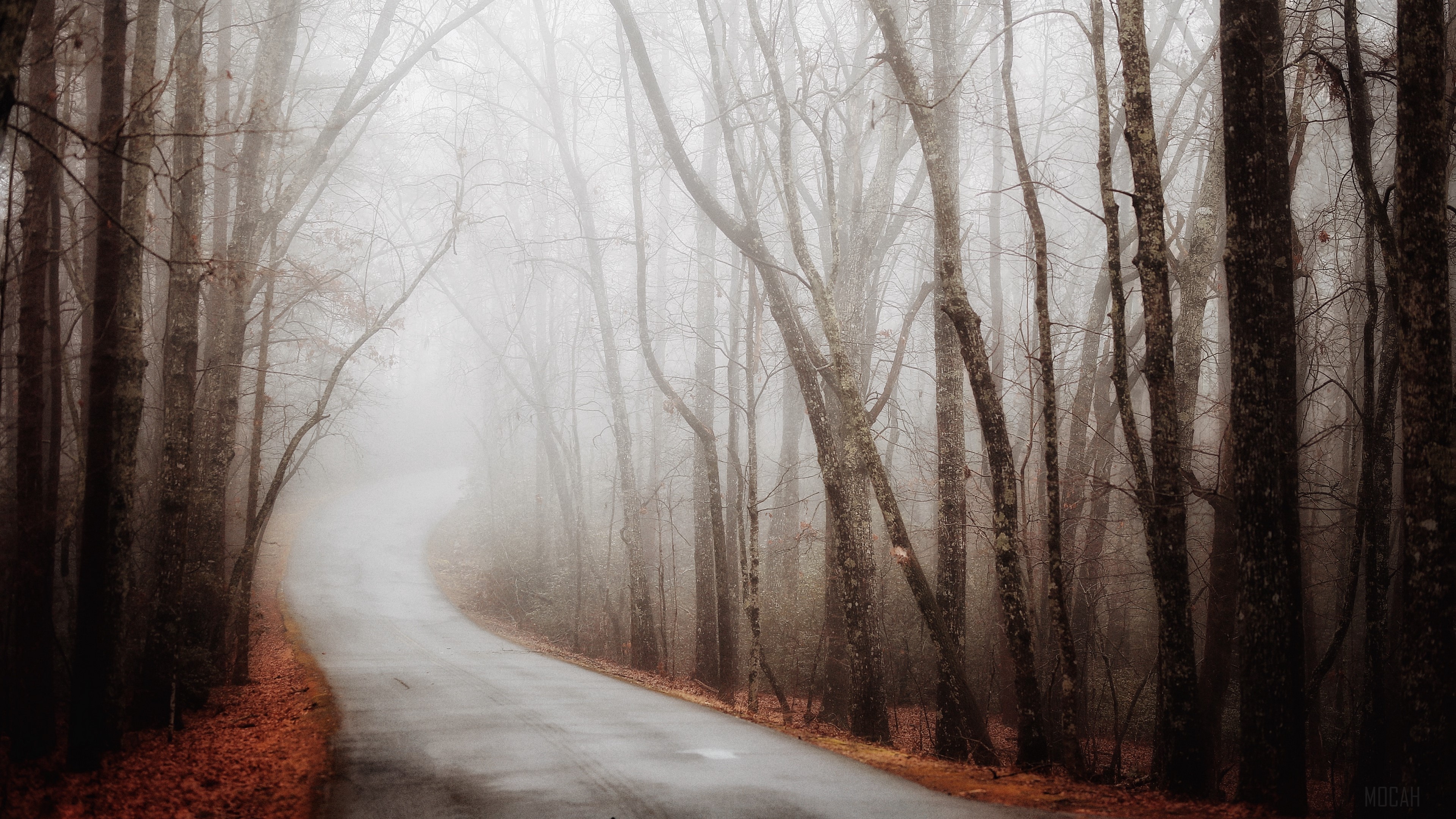 Foggy Autumn Forest Road with Turning Path 4K HD Wallpaper