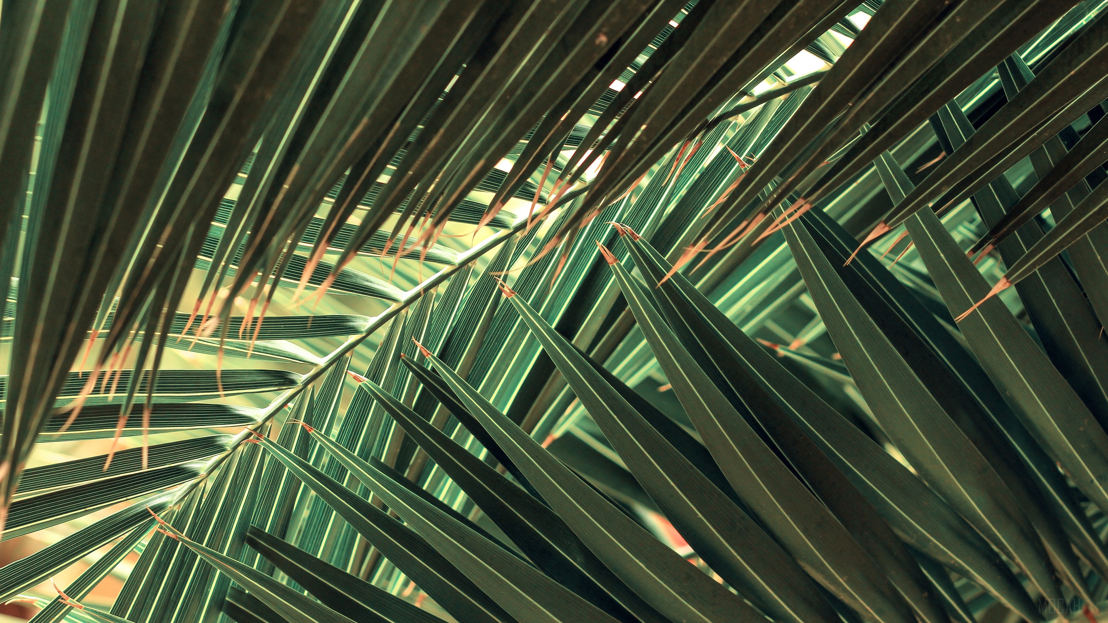 Close-up of dark green palm leaves HD Wallpaper