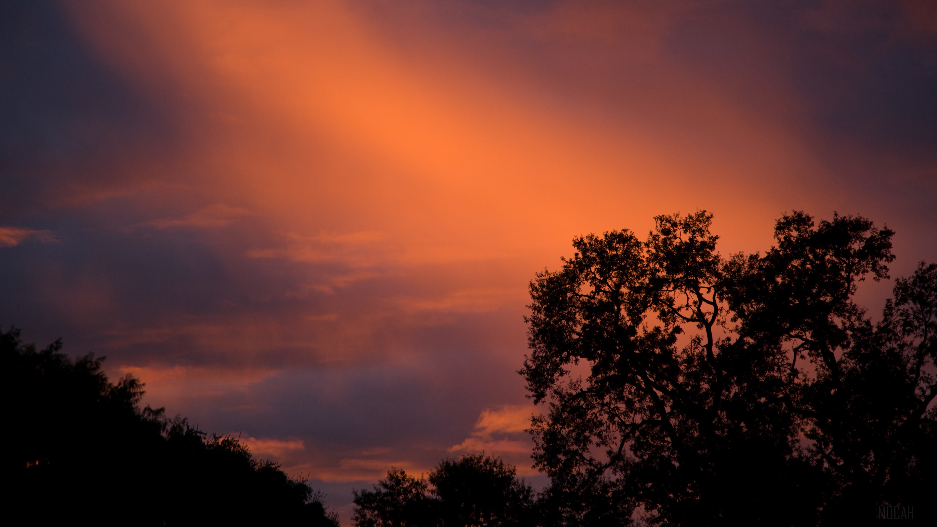 Sunset sky with silhouetted trees HD Wallpaper