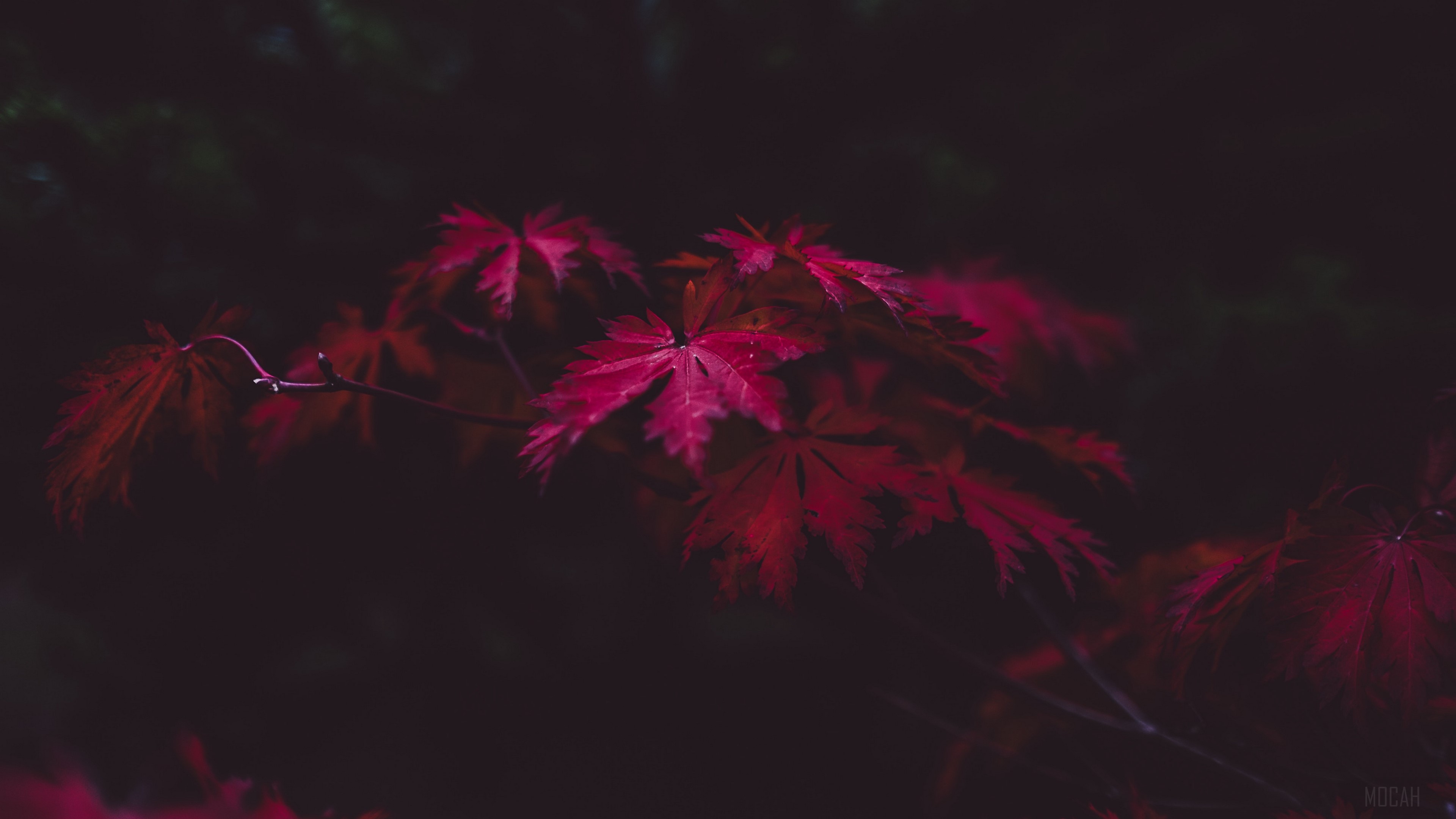 Red maple leaves on branches in dark background 4K HD Wallpaper