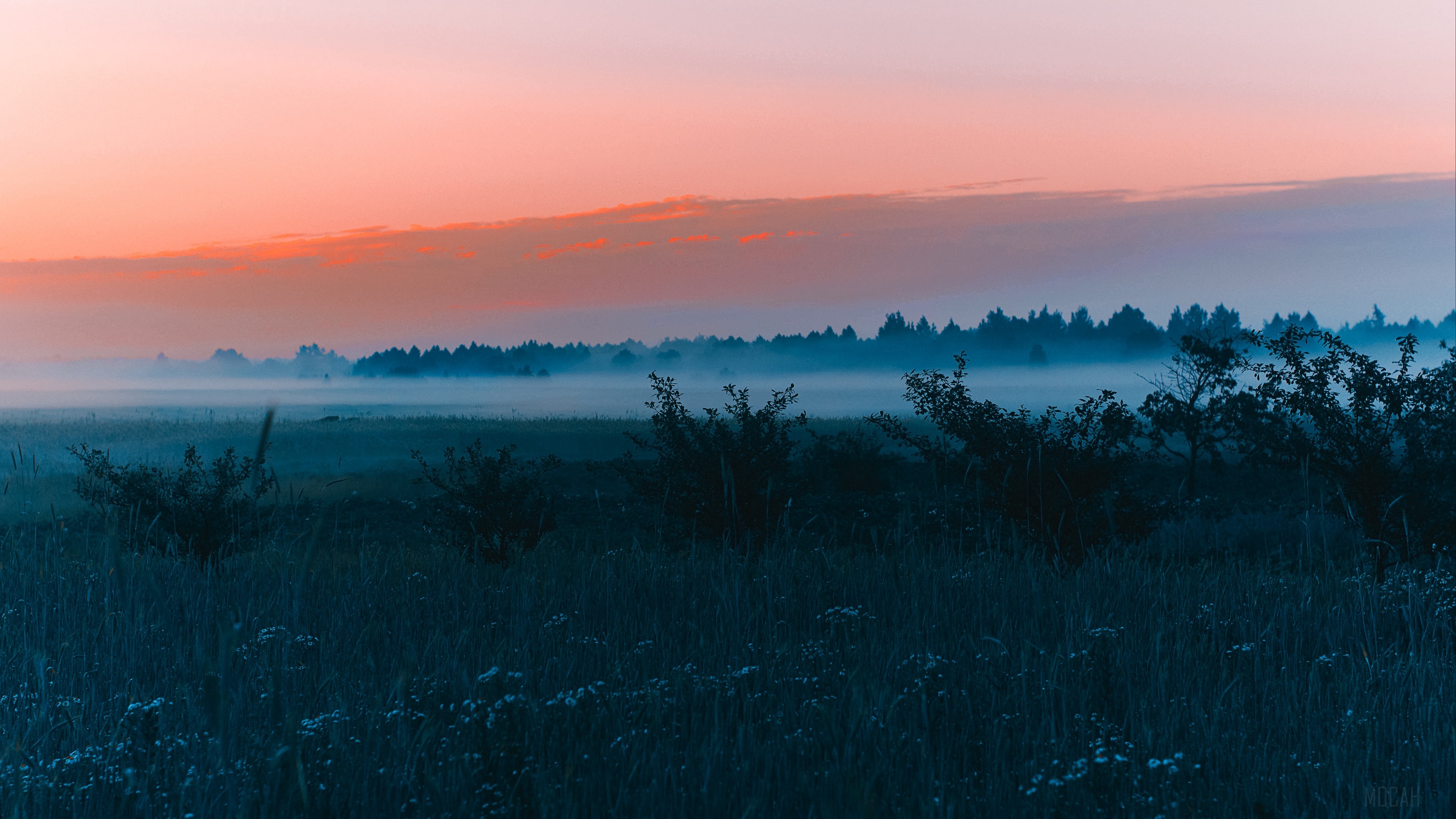 Foggy field at dawn with forest in background 4K HD Wallpaper