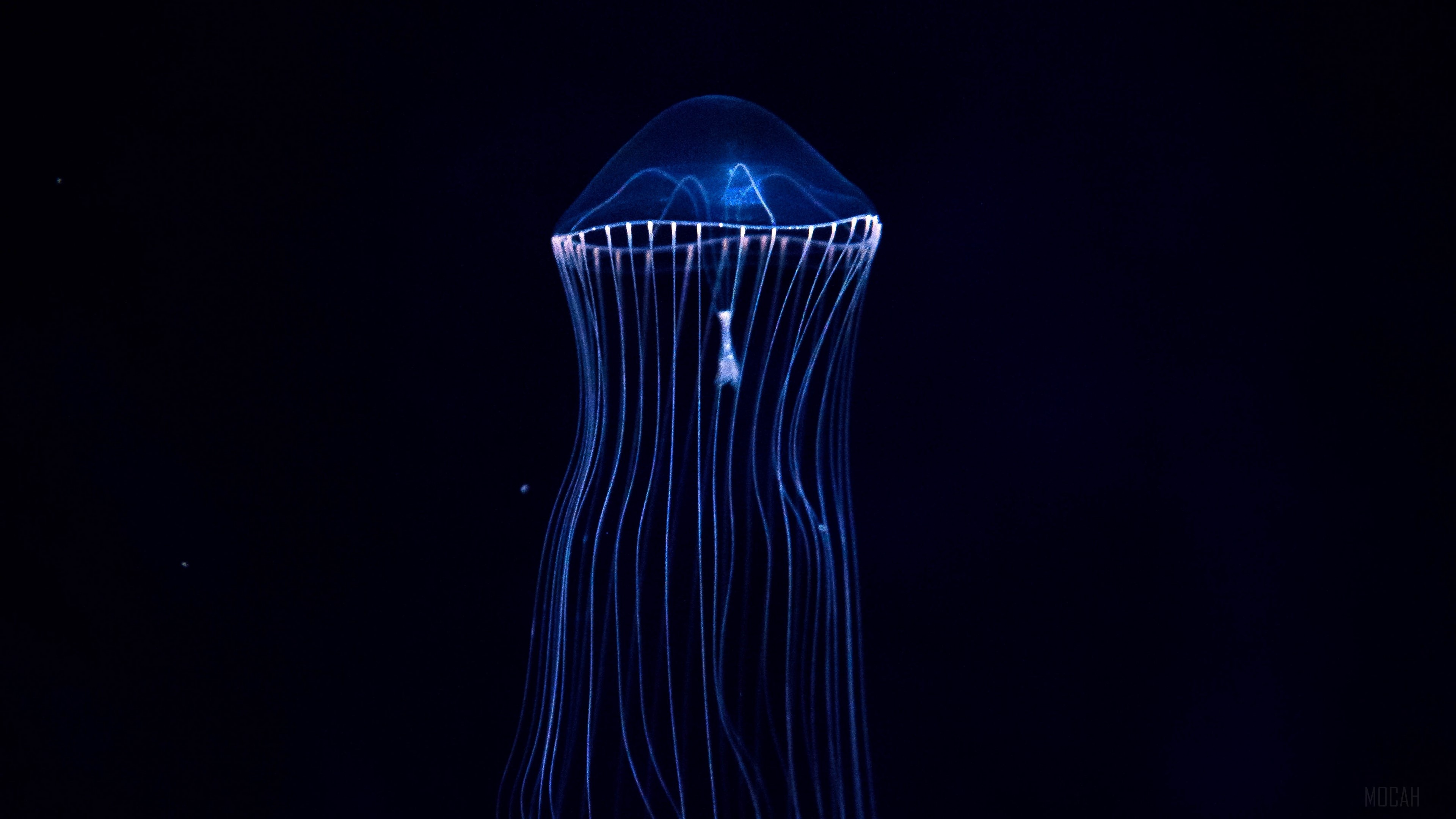 Bioluminescent jellyfish with tentacles in dark water 4K HD Wallpaper