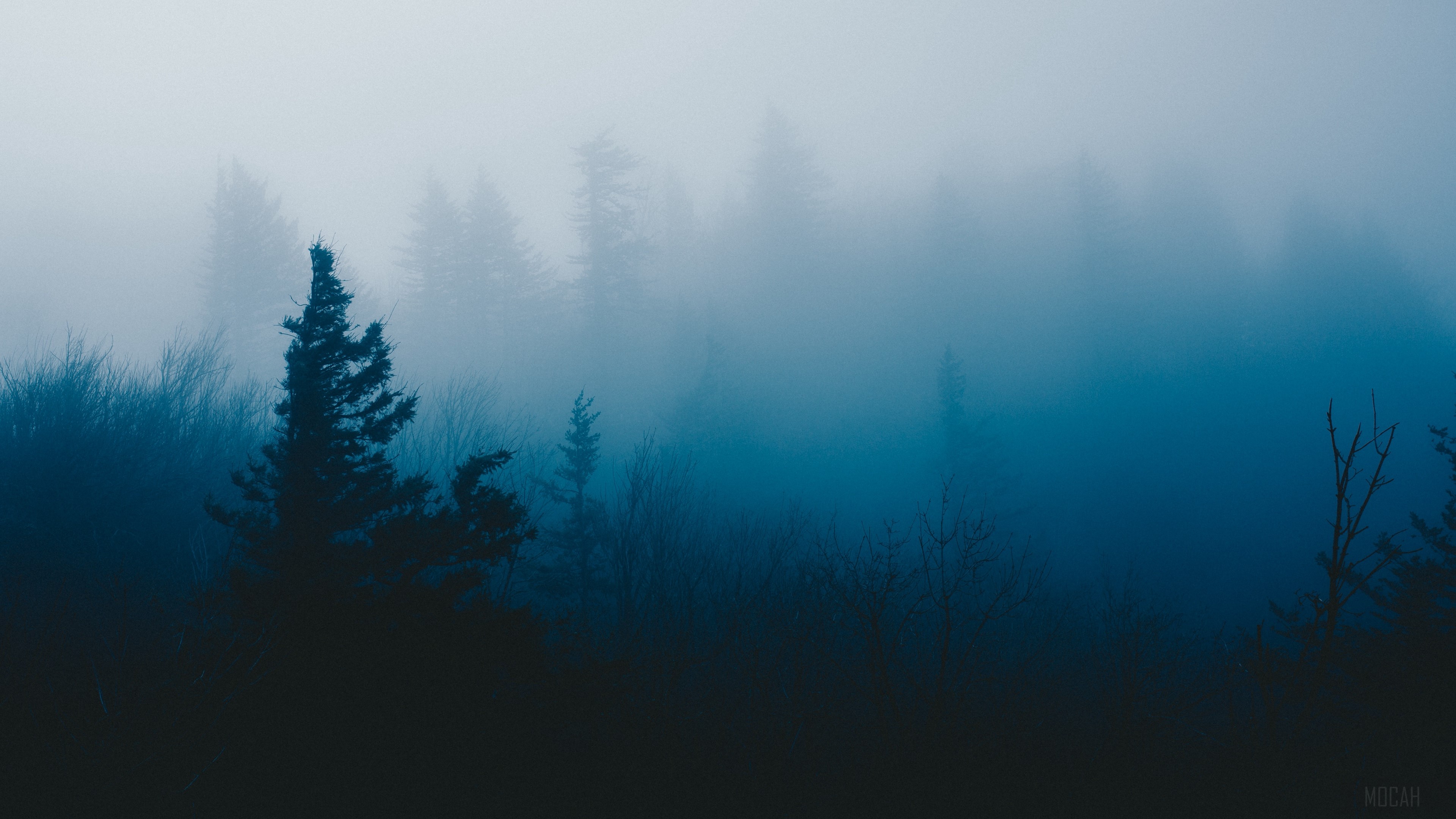Misty forest with silhouetted trees HD Wallpaper