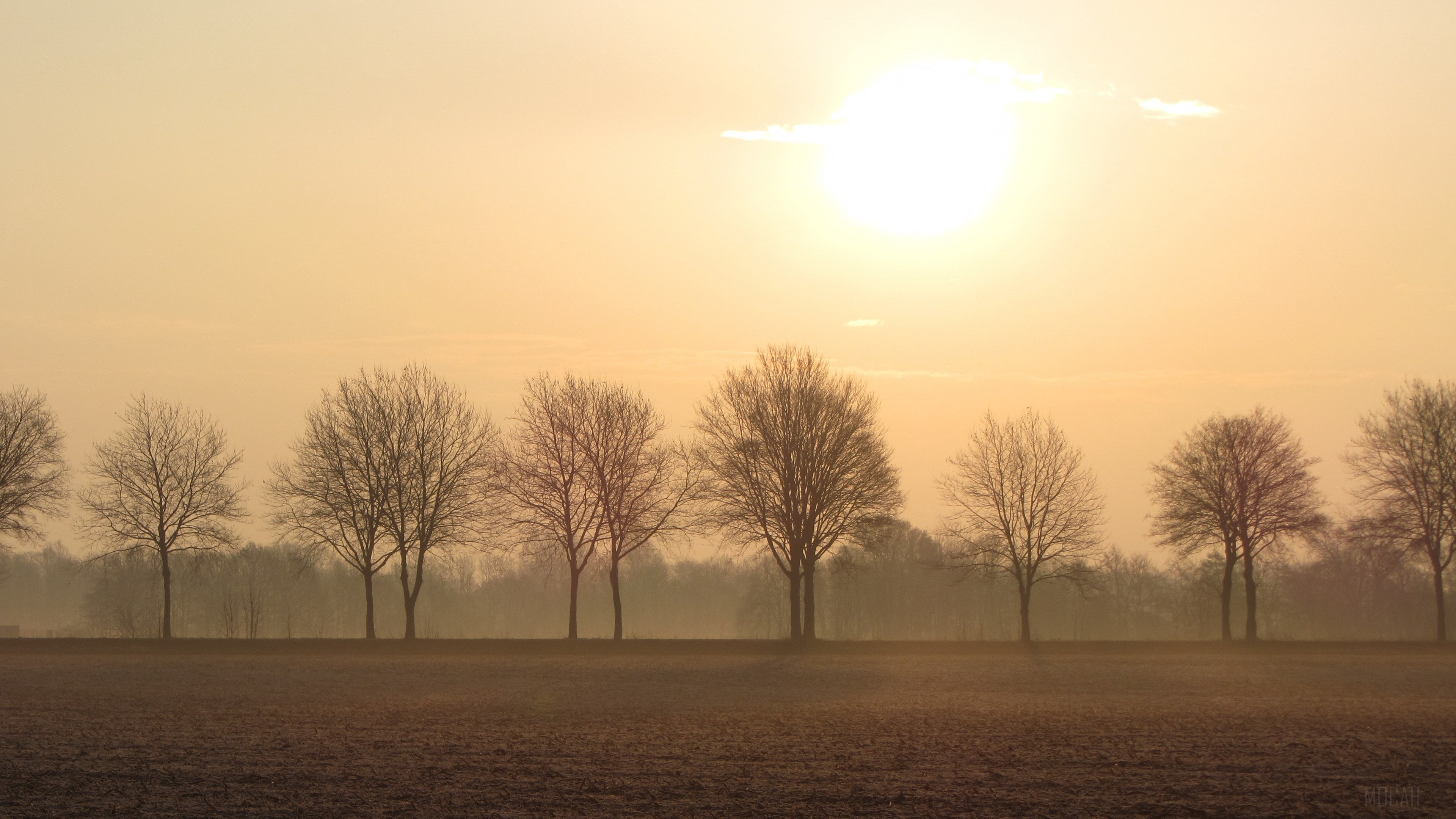 Trees on the horizon in fog with sun HD Wallpaper