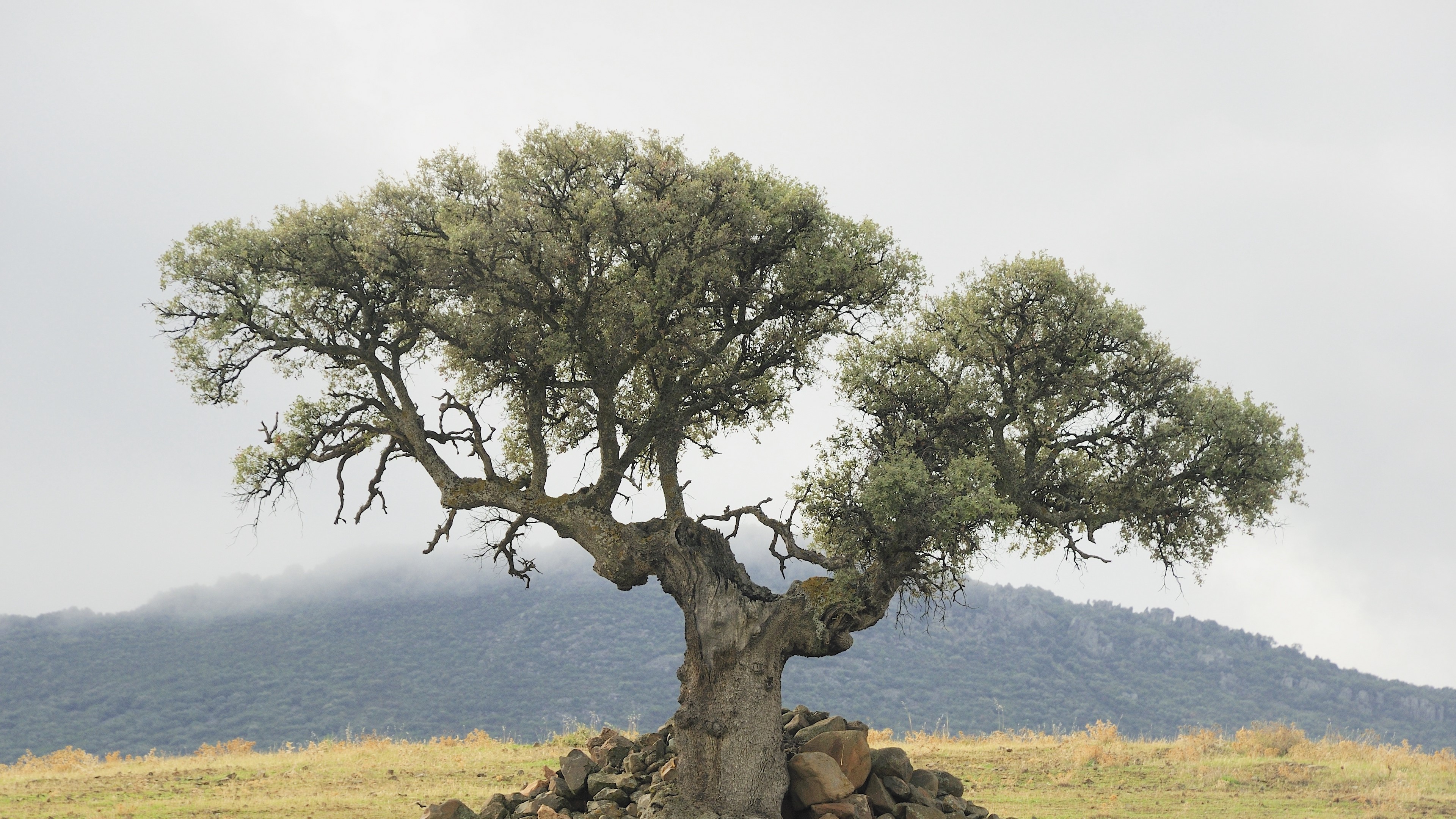 Ancient tree with stones in a field HD Wallpaper