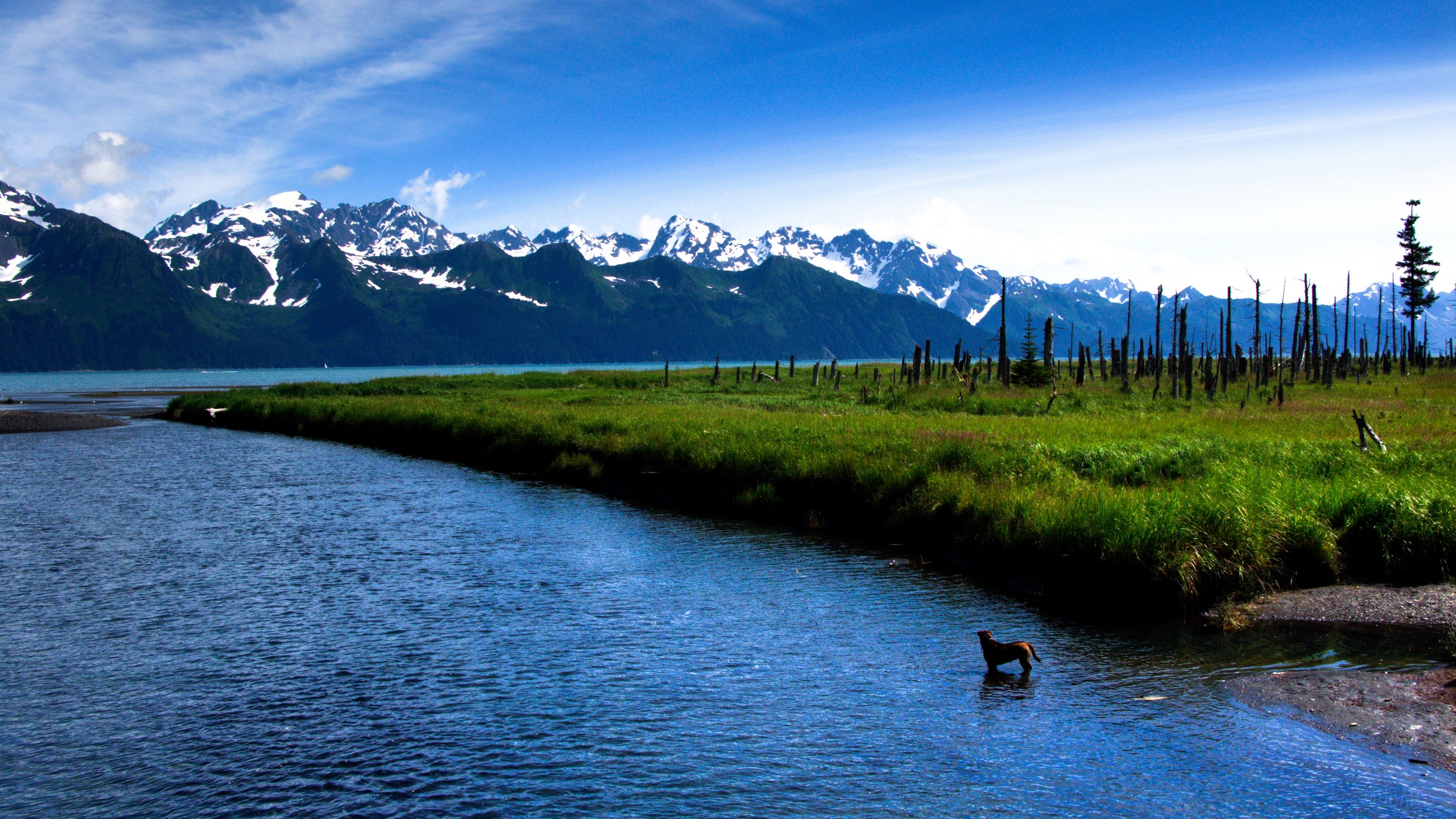 Dog in a river with snow-capped mountains and dead trees HD Wallpaper