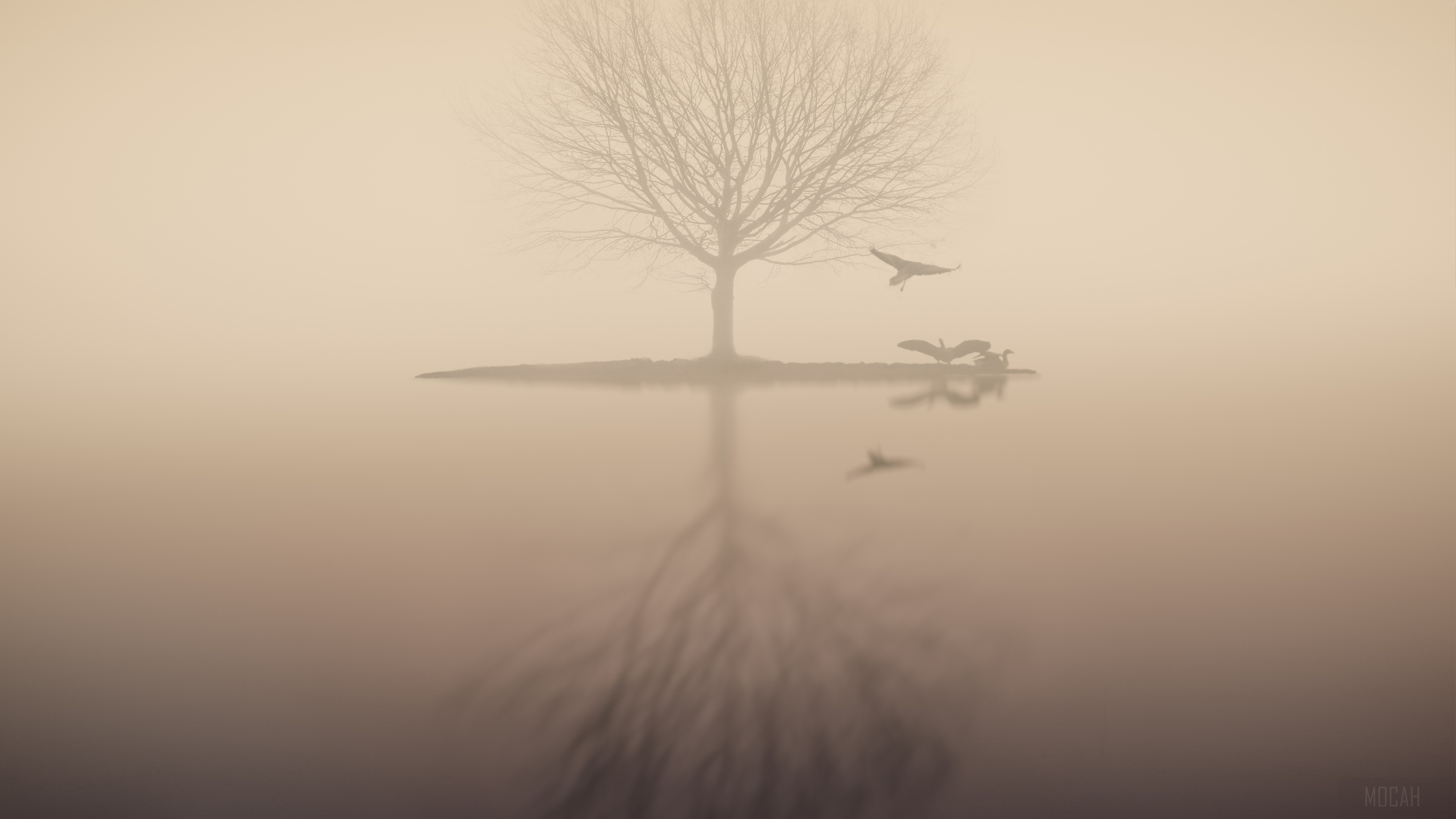 Foggy Lake with Tree and Birds 4K HD Wallpaper