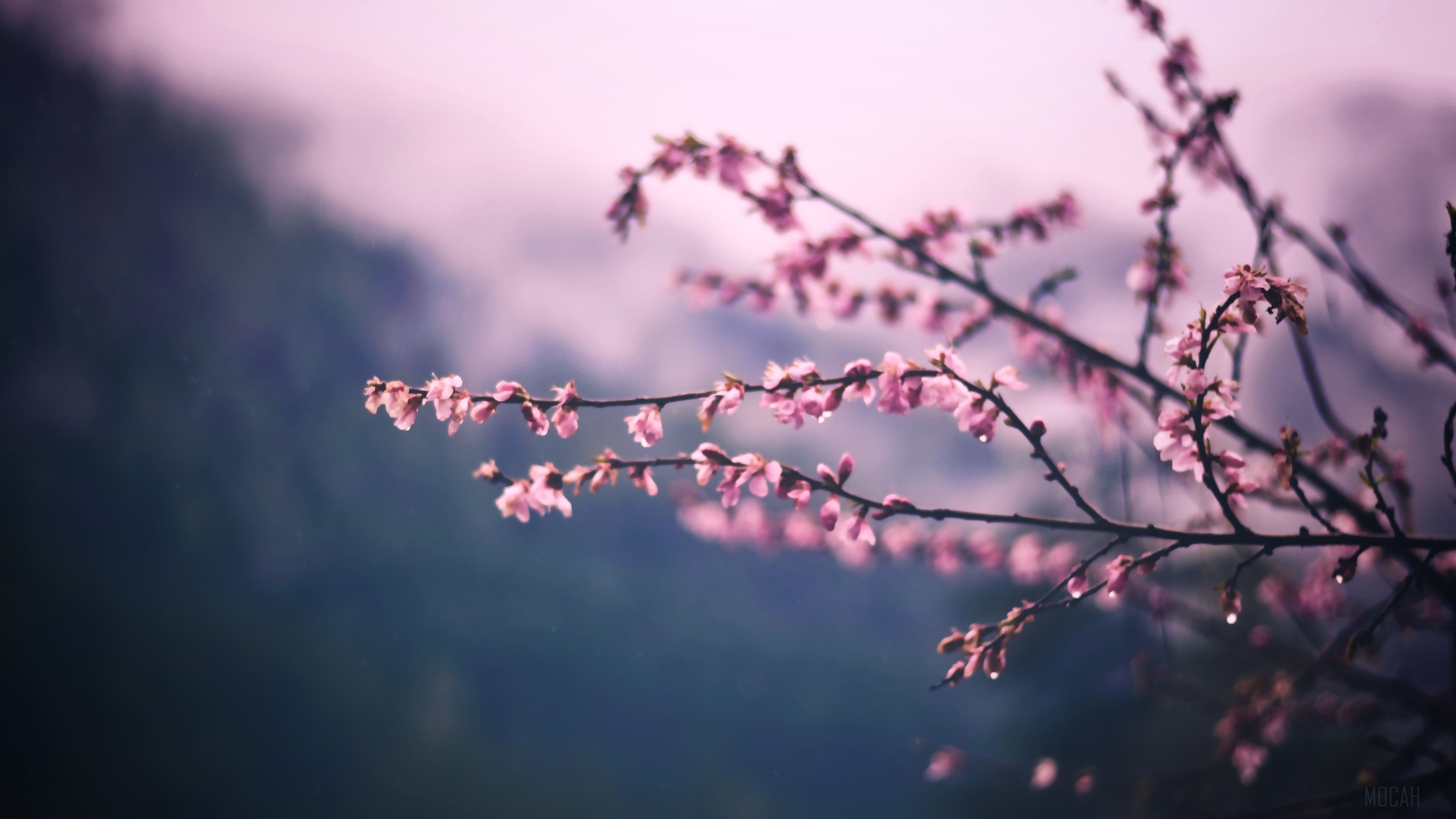 Pink Blossom Tree Branch Spring HD Wallpaper
