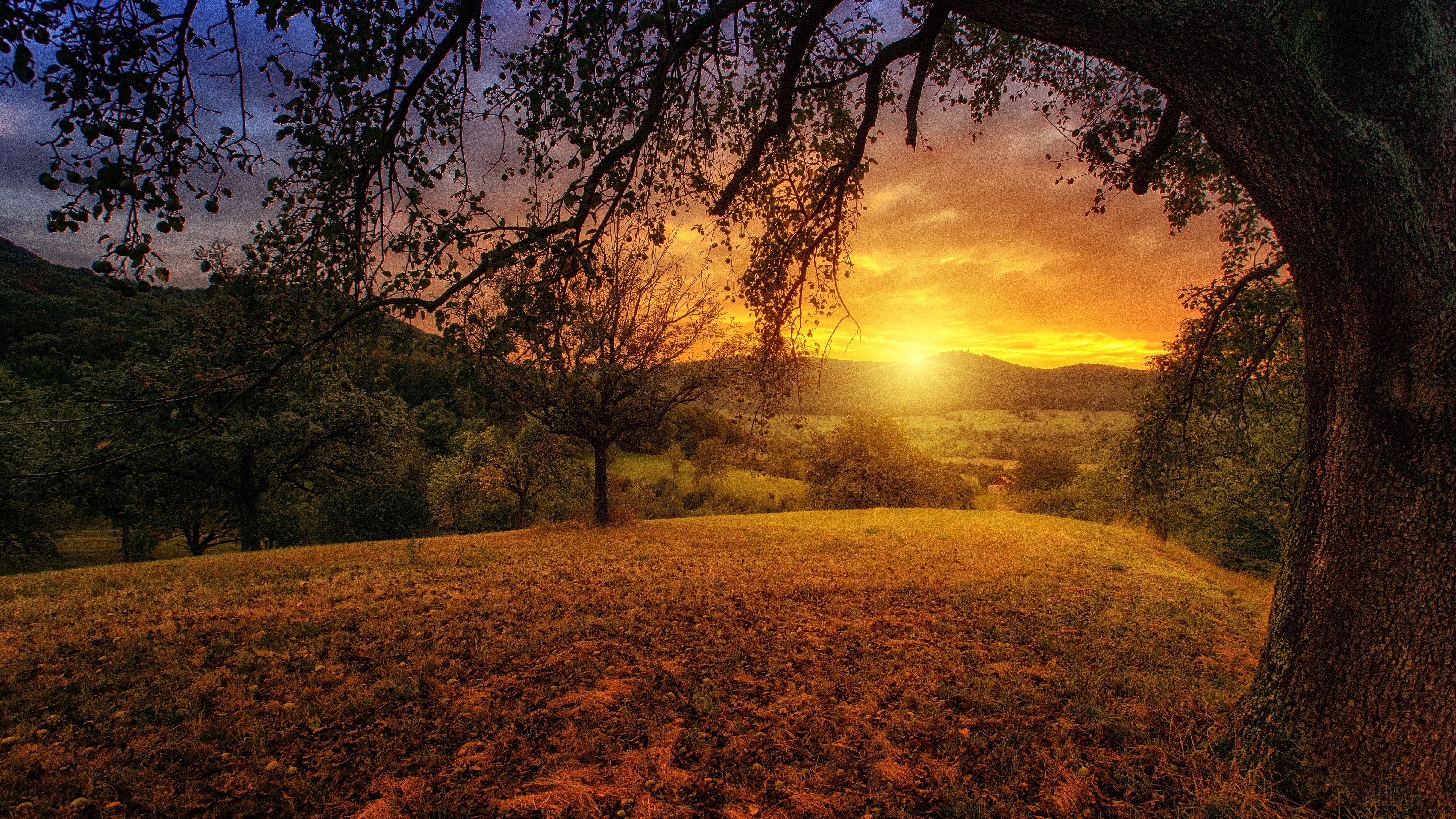 Tree and Landscape at Sunrise 4K HD Wallpaper