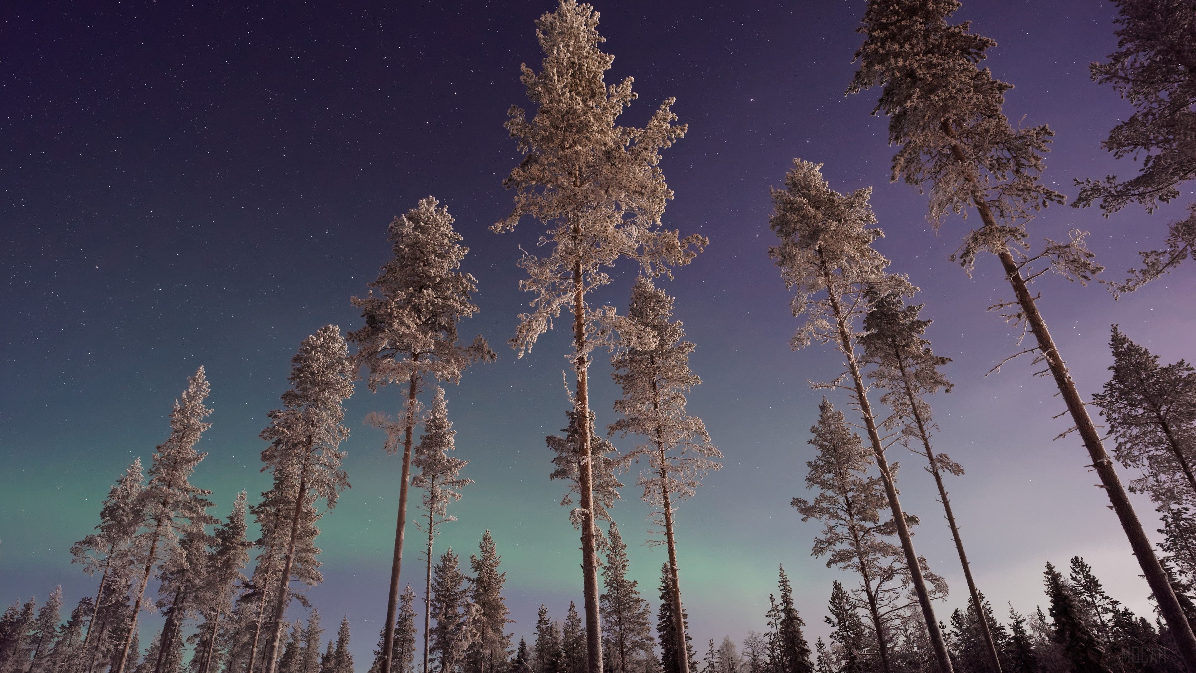 Pine Trees Under Northern Lights 4K HD Wallpaper