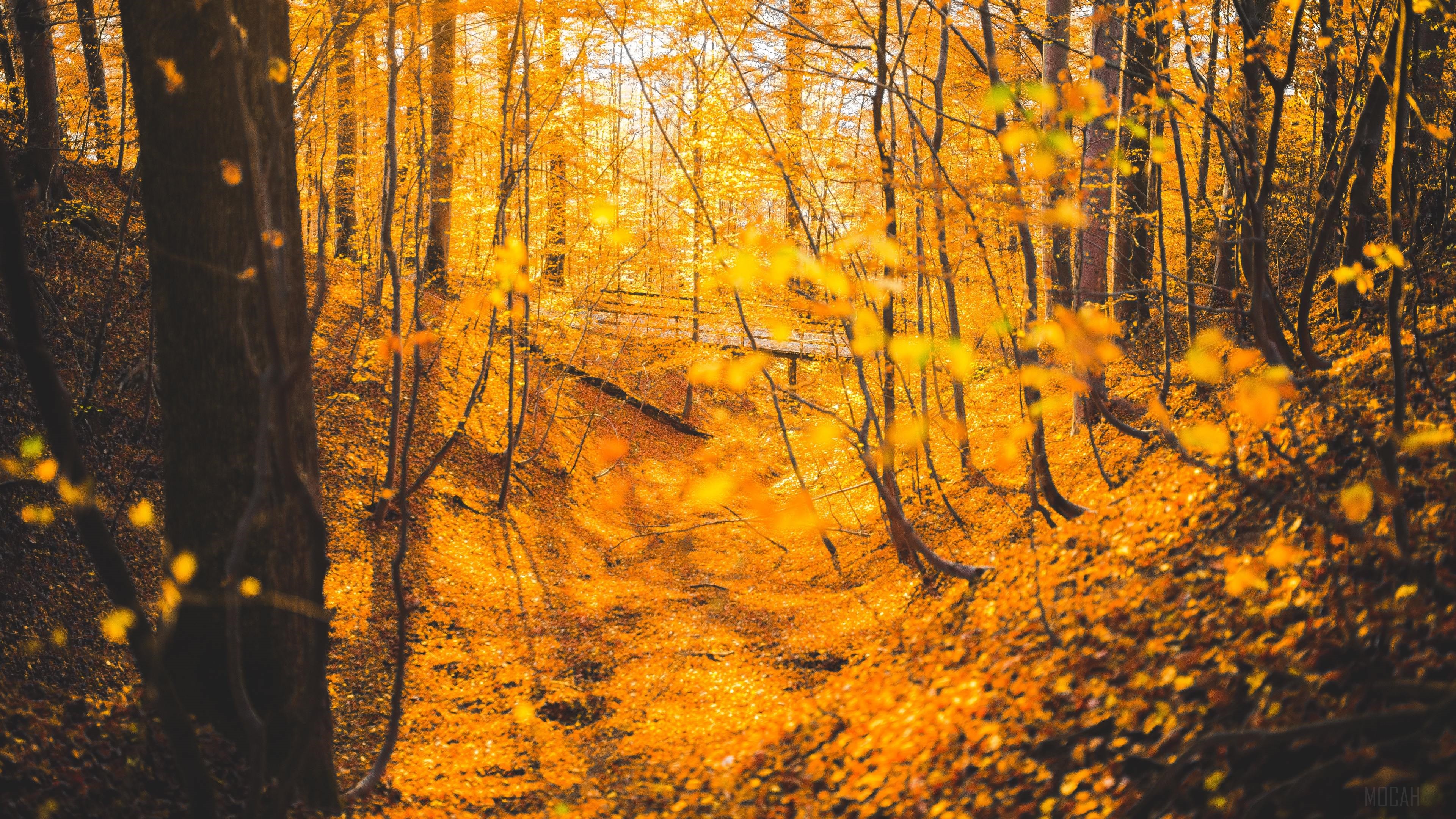 Autumn Forest with Bridge 4K HD Wallpaper